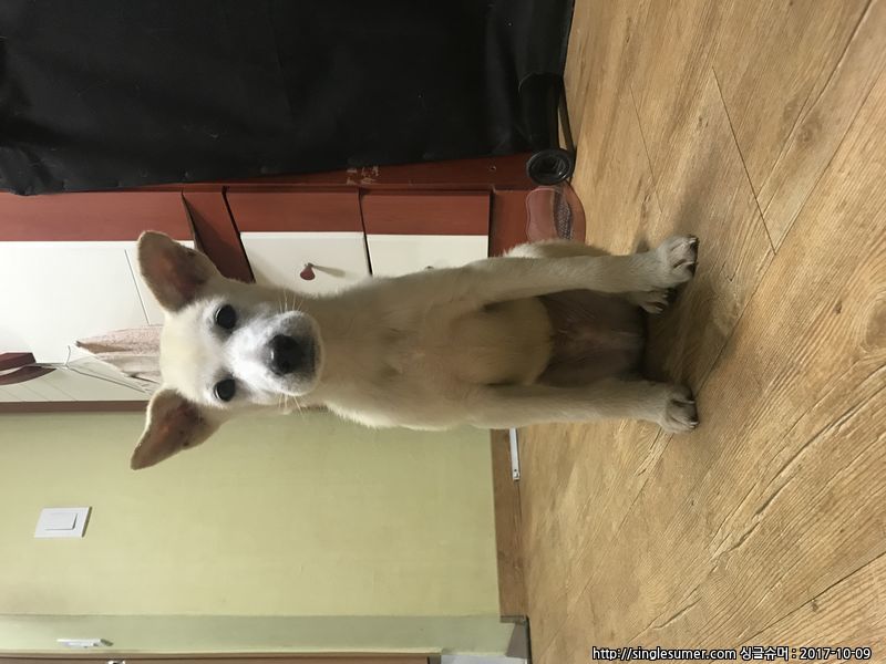 반려동물 개인 분양 | 강아지 고양이 소동물 책임 입양 - 펫찾기 15번째 사진