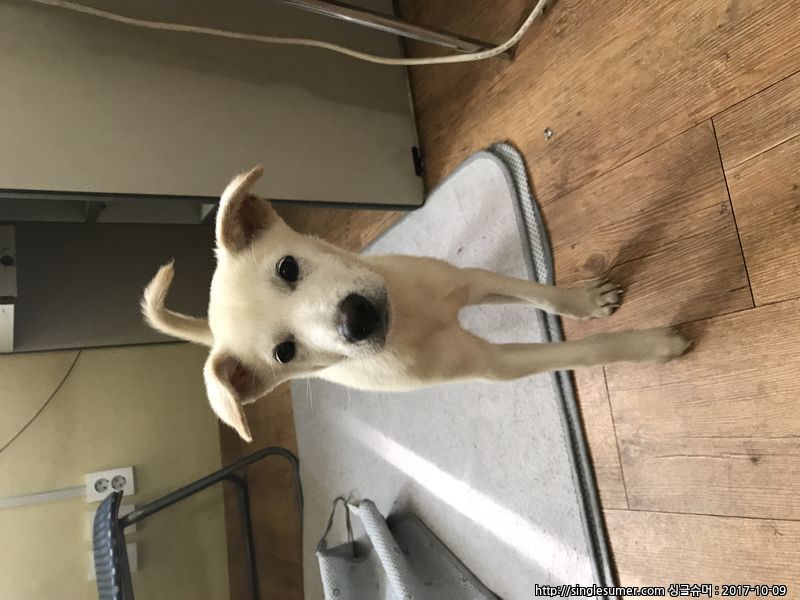 반려동물 개인 분양 | 강아지 고양이 소동물 책임 입양 - 펫찾기 16번째 사진