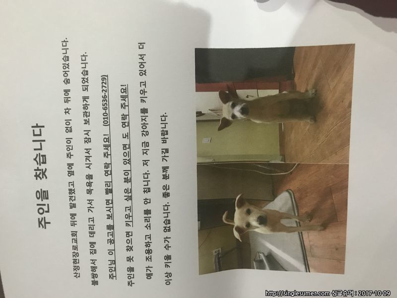 반려동물 개인 분양 | 강아지 고양이 소동물 책임 입양 - 펫찾기 17번째 사진