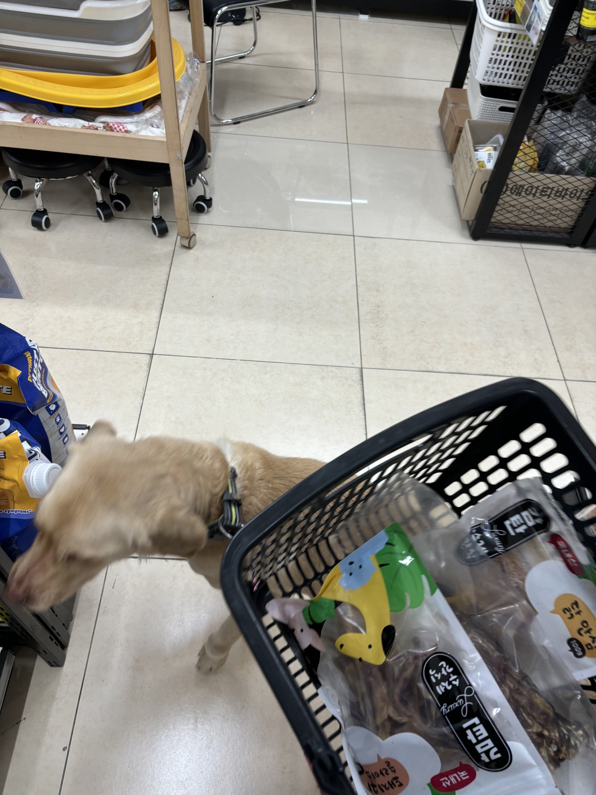 반려동물 개인 분양 | 강아지 고양이 소동물 책임 입양 - 펫찾기 27번째 사진