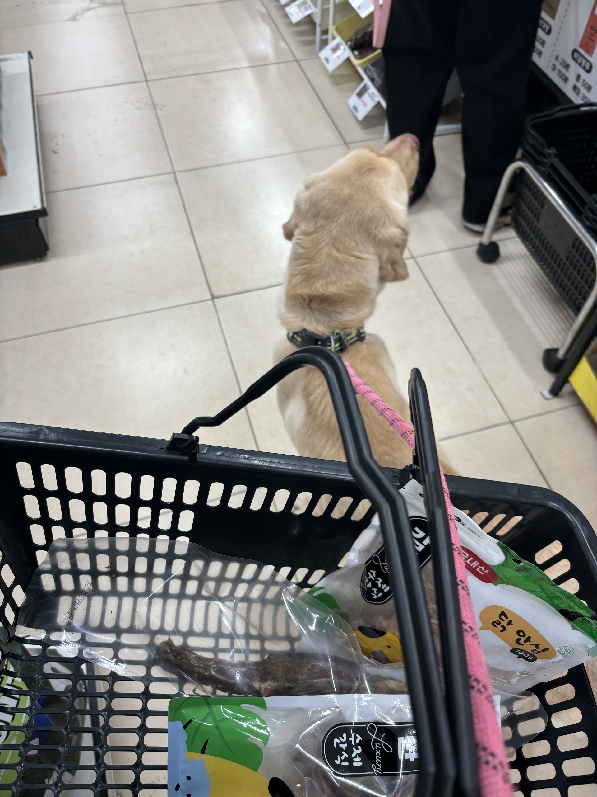 반려동물 개인 분양 | 강아지 고양이 소동물 책임 입양 - 펫찾기 26번째 사진