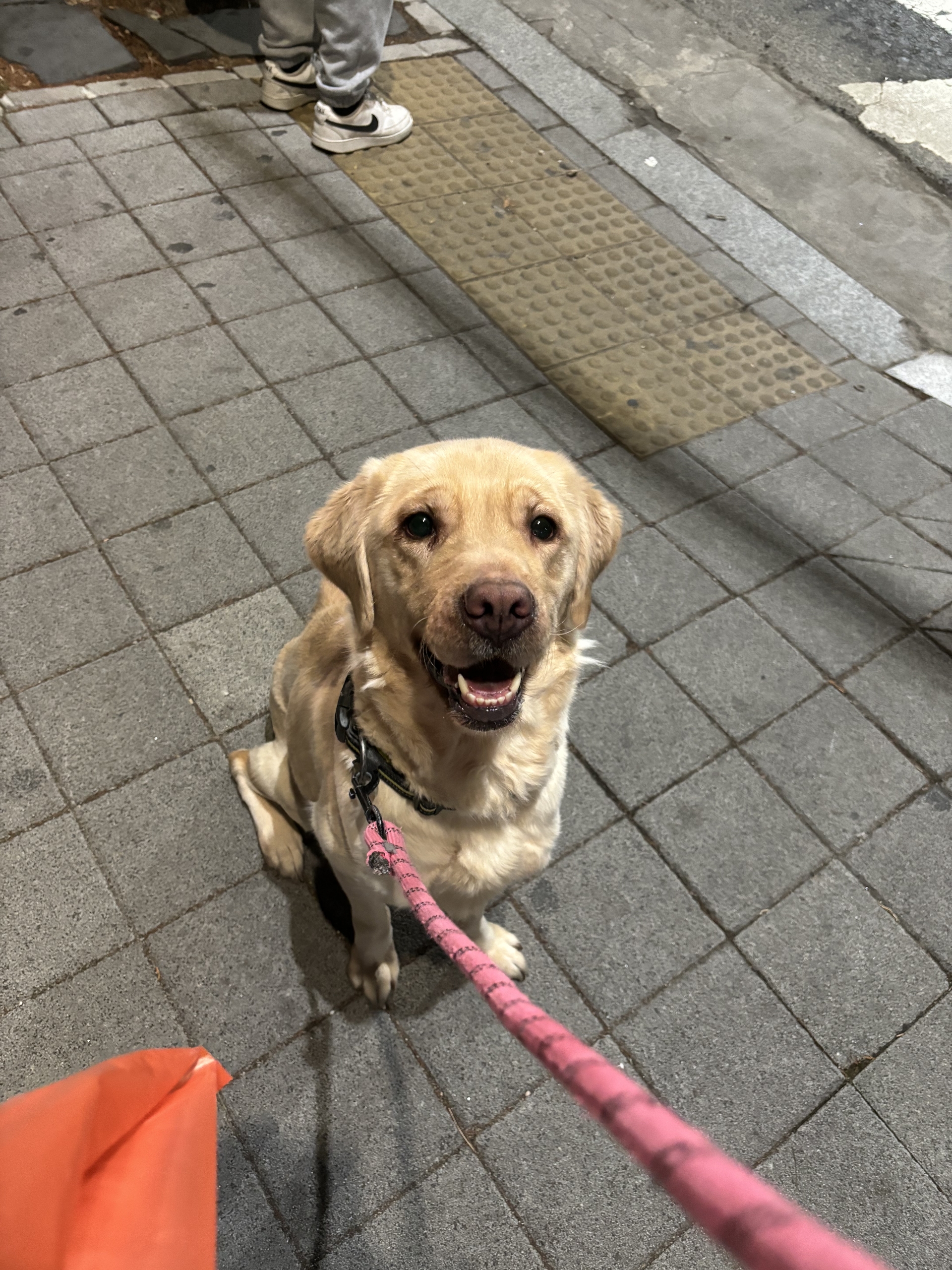 반려동물 개인 분양 | 강아지 고양이 소동물 책임 입양 - 펫찾기 25번째 사진