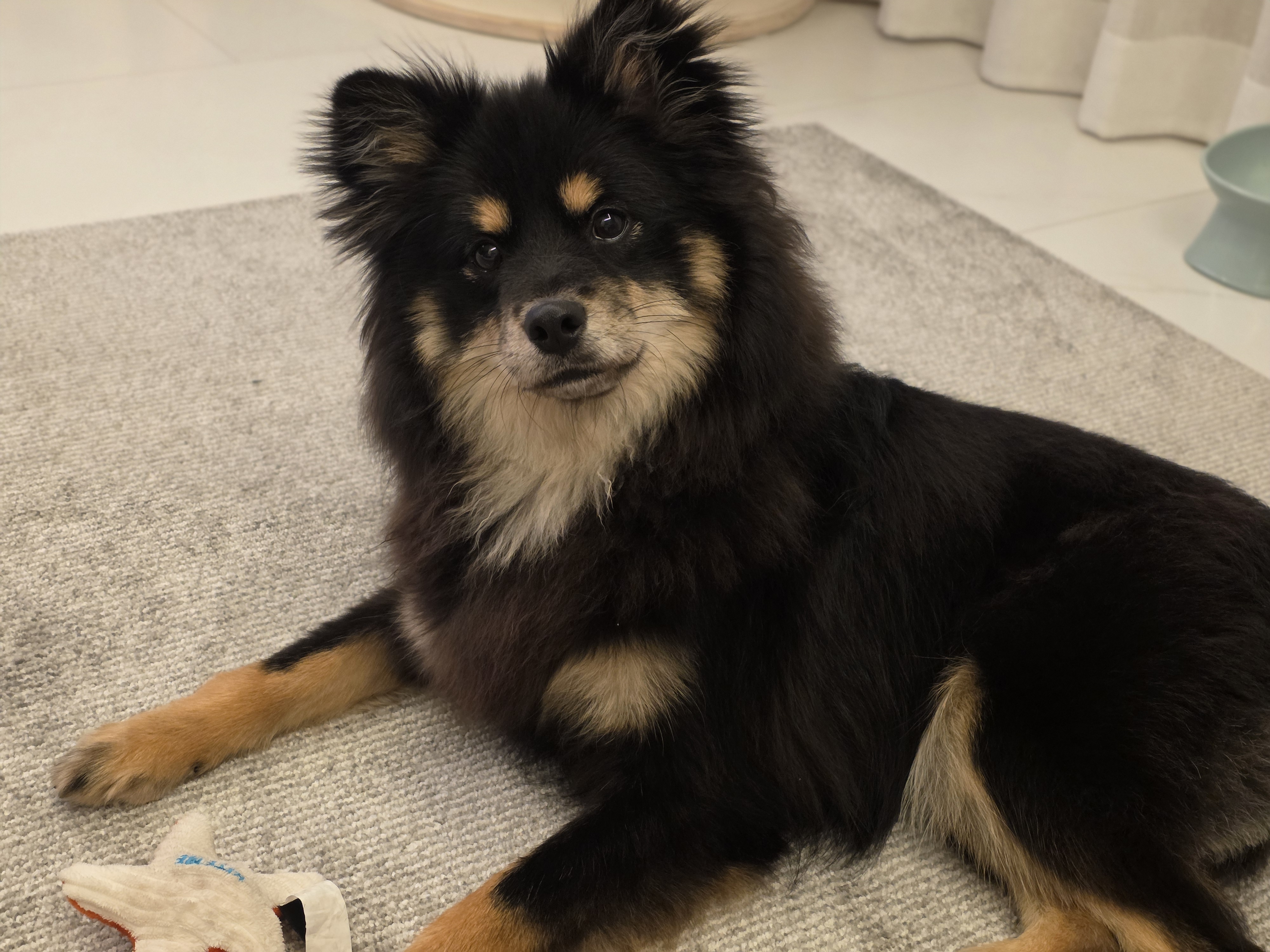 멋진 쫑구의 가족이 되어주세요 (1)