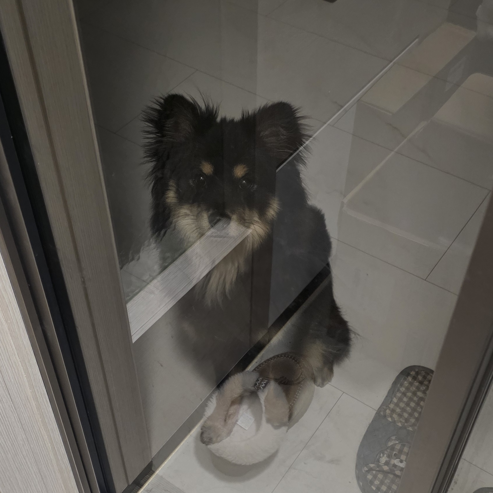 멋진 쫑구의 가족이 되어주세요 (3)