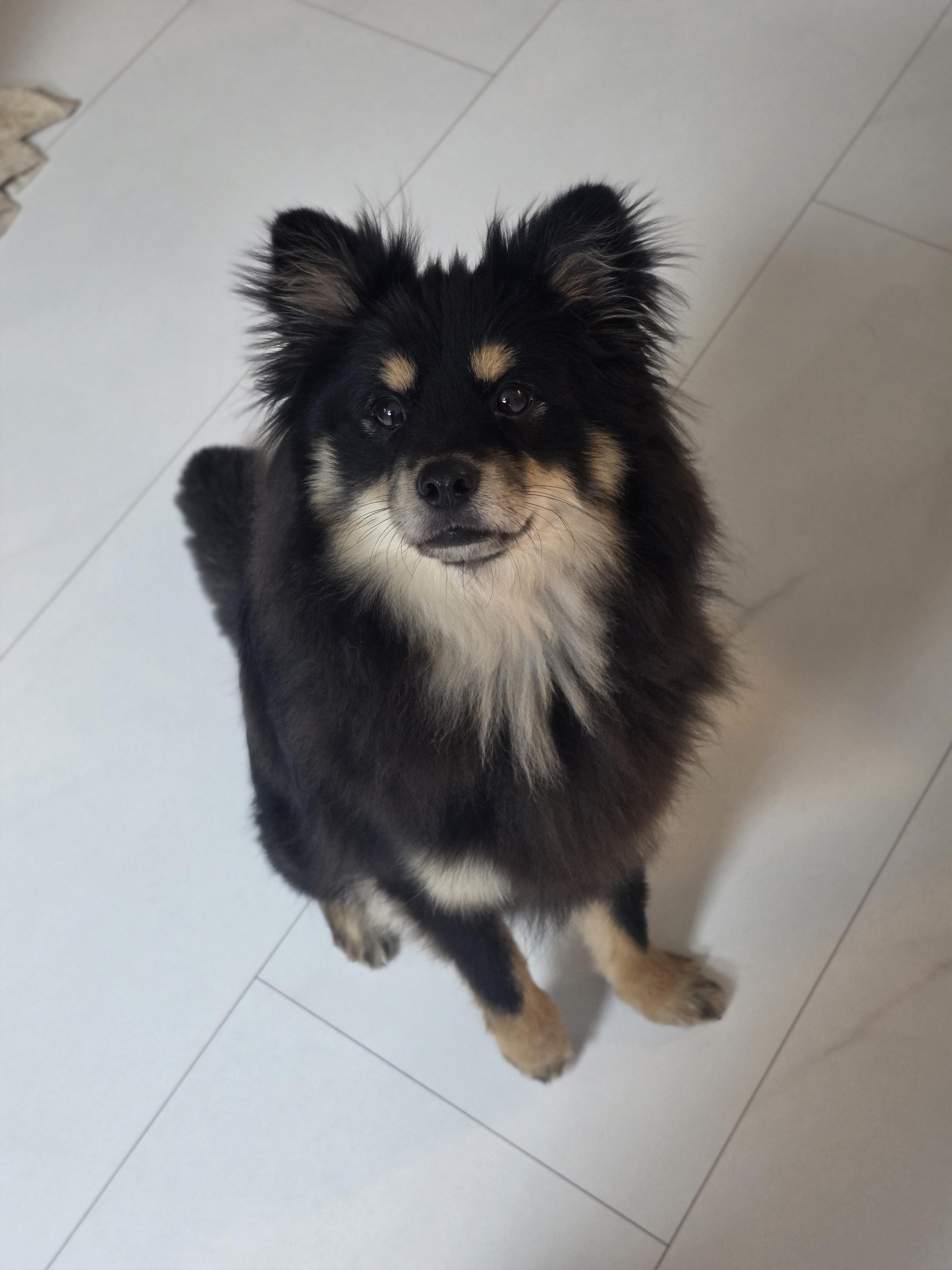 멋진 쫑구의 가족이 되어주세요 (5)