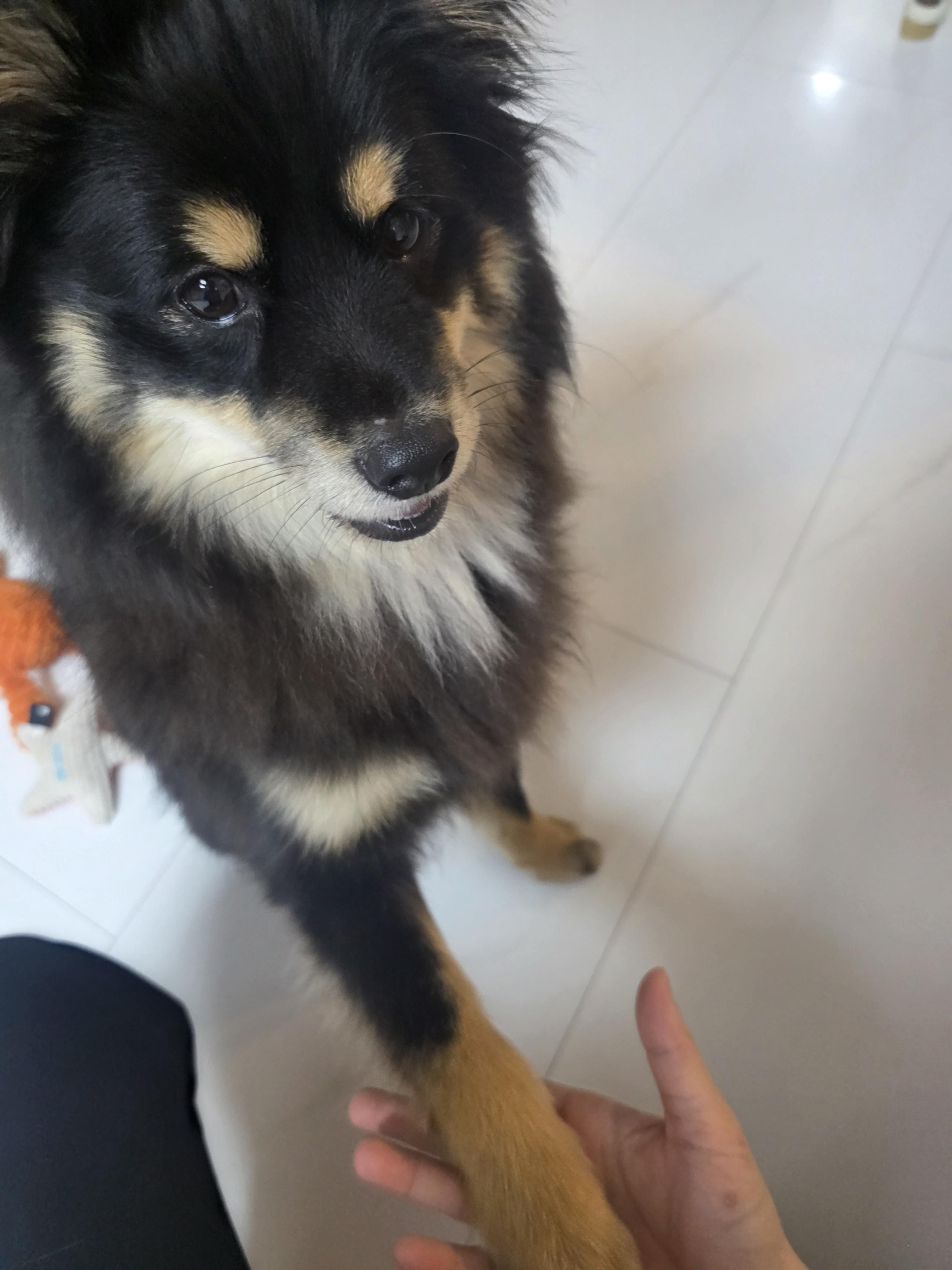 멋진 쫑구의 가족이 되어주세요 (4)