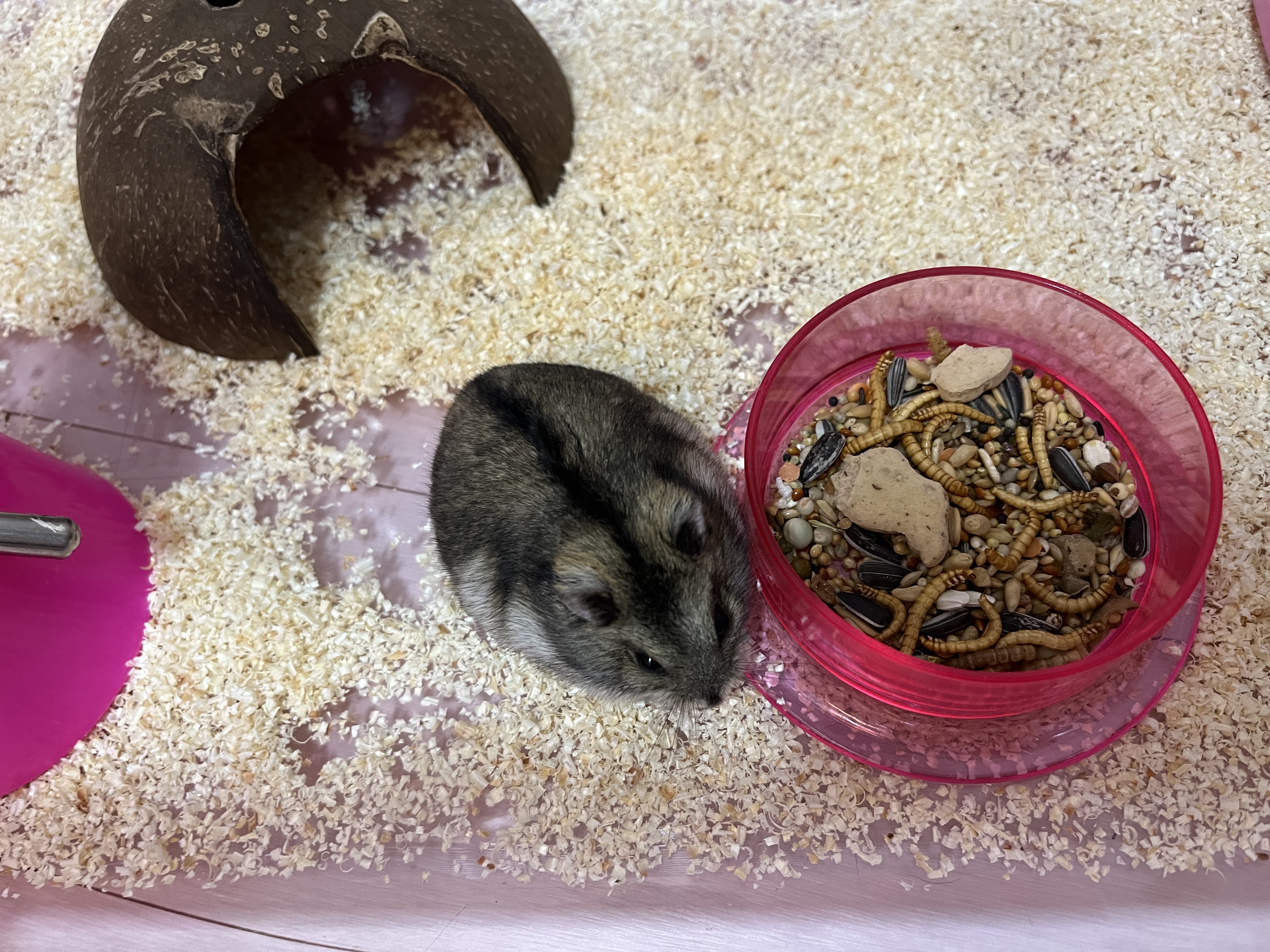 정글리안 햄스터 분양 2번째 사진