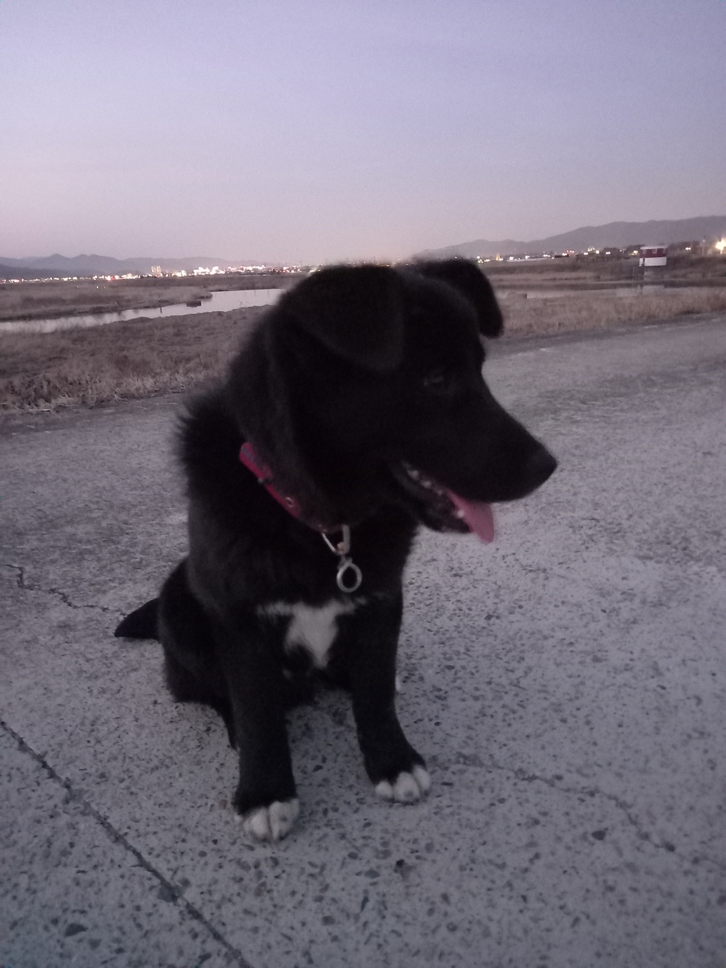 반려동물 개인 분양 | 강아지 고양이 소동물 책임 입양 - 펫찾기 7번째 사진