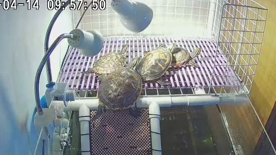 반려동물 개인 분양 | 강아지 고양이 소동물 책임 입양 - 펫찾기 9번째 사진