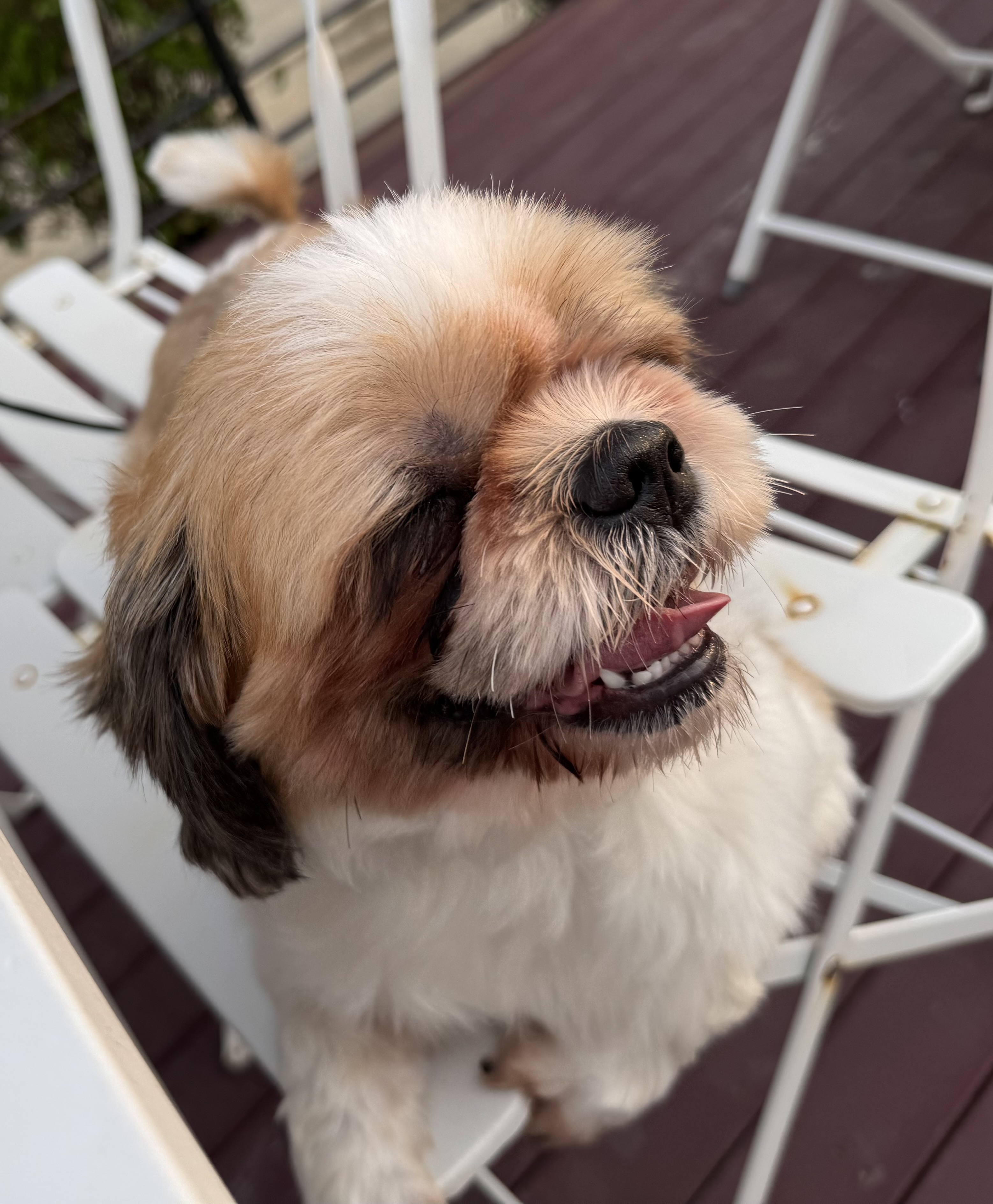 반려동물 개인 분양 | 강아지 고양이 소동물 책임 입양 - 펫찾기 25번째 사진