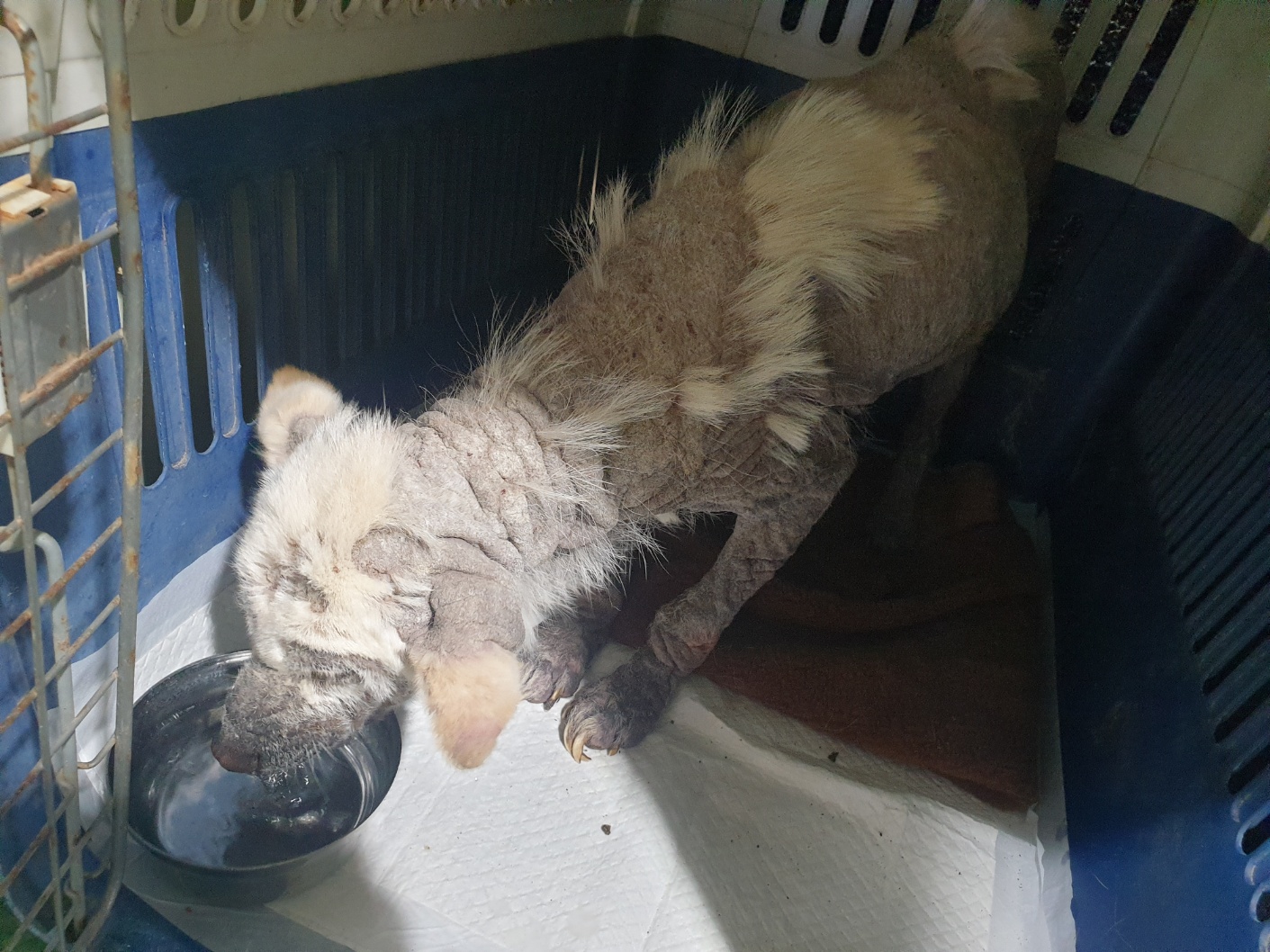 12/22 안락사 확정/임시보호 한달미만 필요해요 제발 도와주세요 4번째 사진