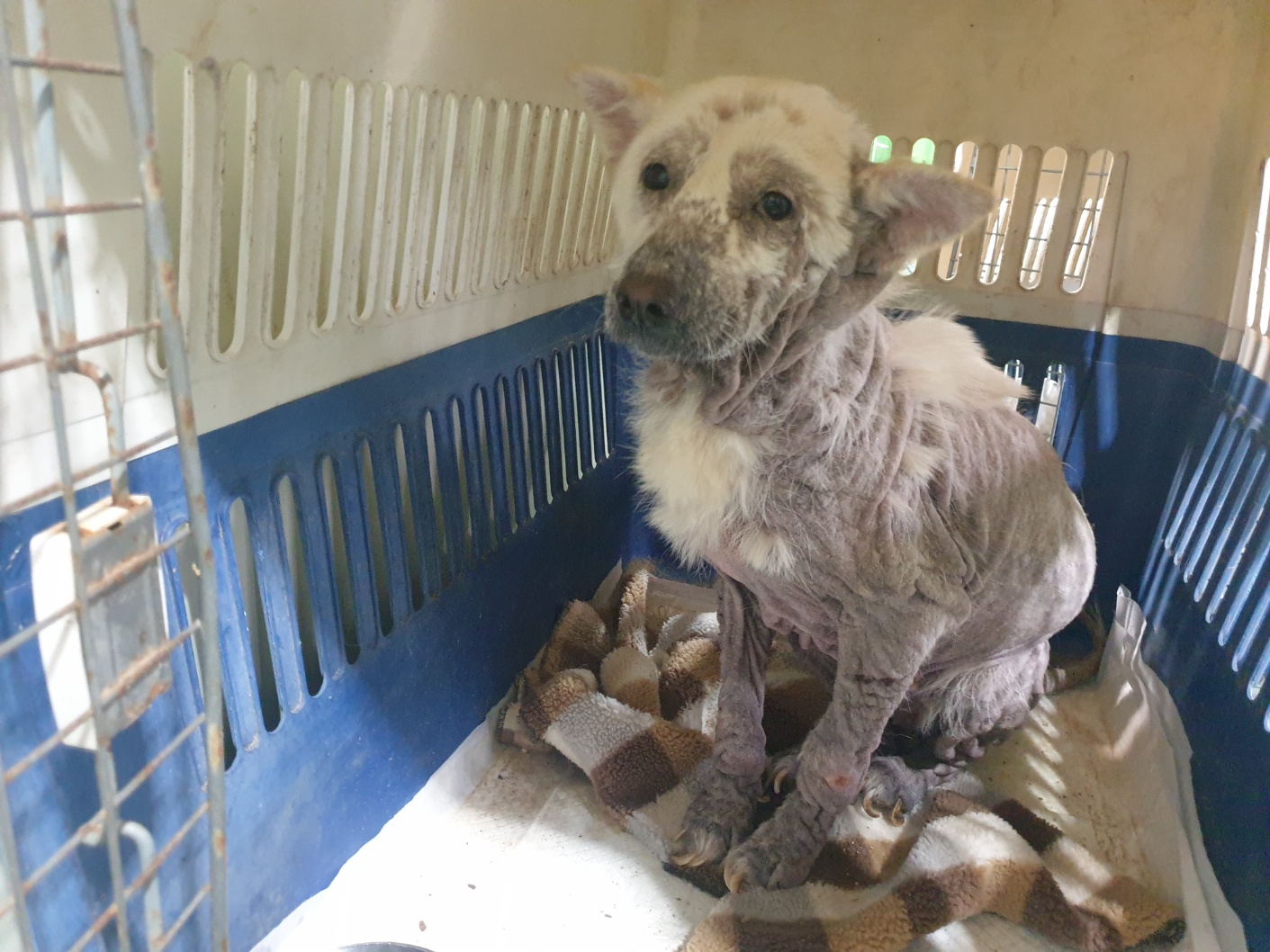 12/22 안락사 확정/임시보호 한달미만 필요해요 제발 도와주세요 3번째 사진