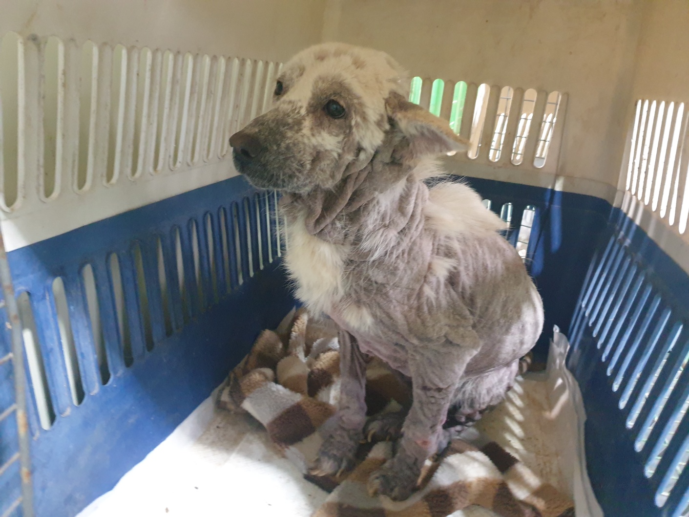 12/22 안락사 확정/임시보호 한달미만 필요해요 제발 도와주세요 5번째 사진