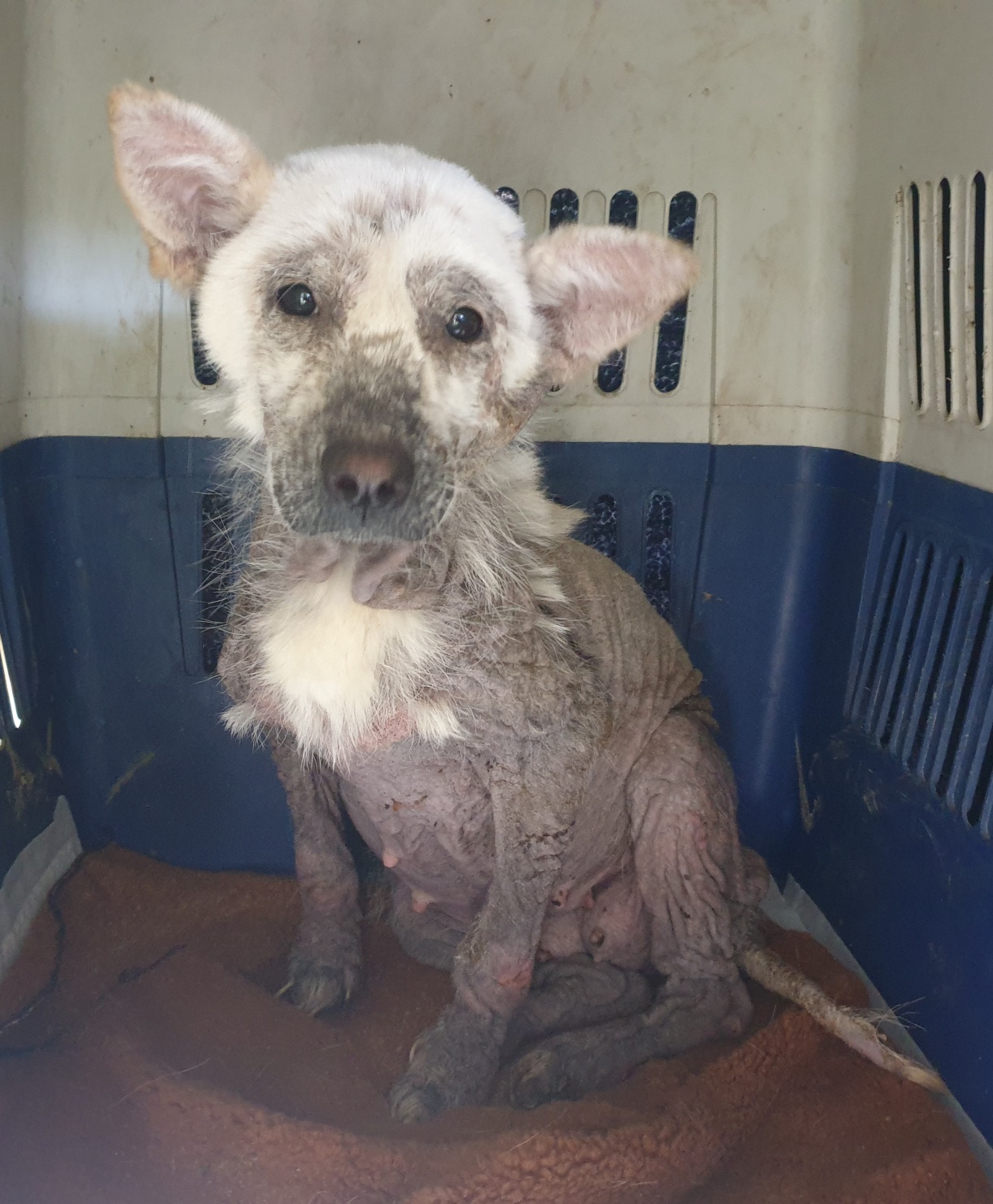 12/22 안락사 확정/임시보호 한달미만 필요해요 제발 도와주세요