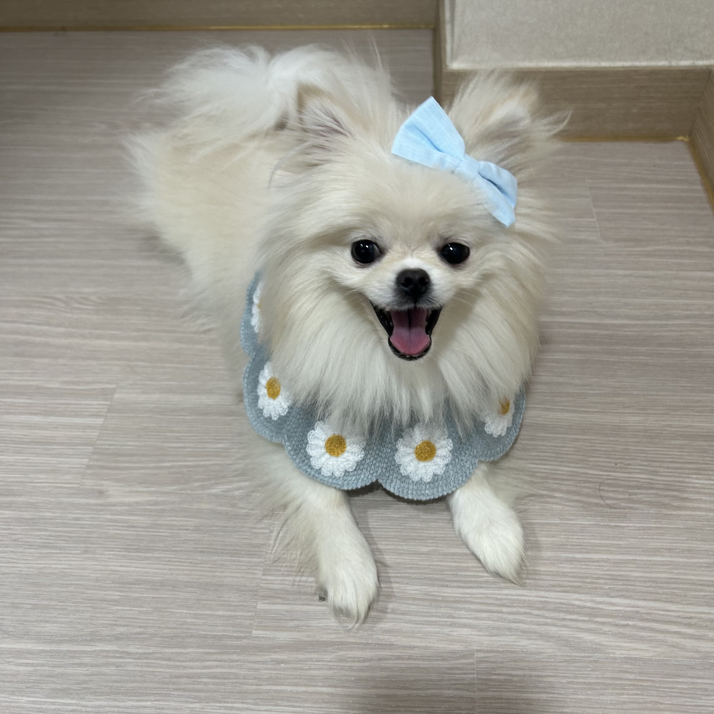 포메라니안 1살 분양 합니다