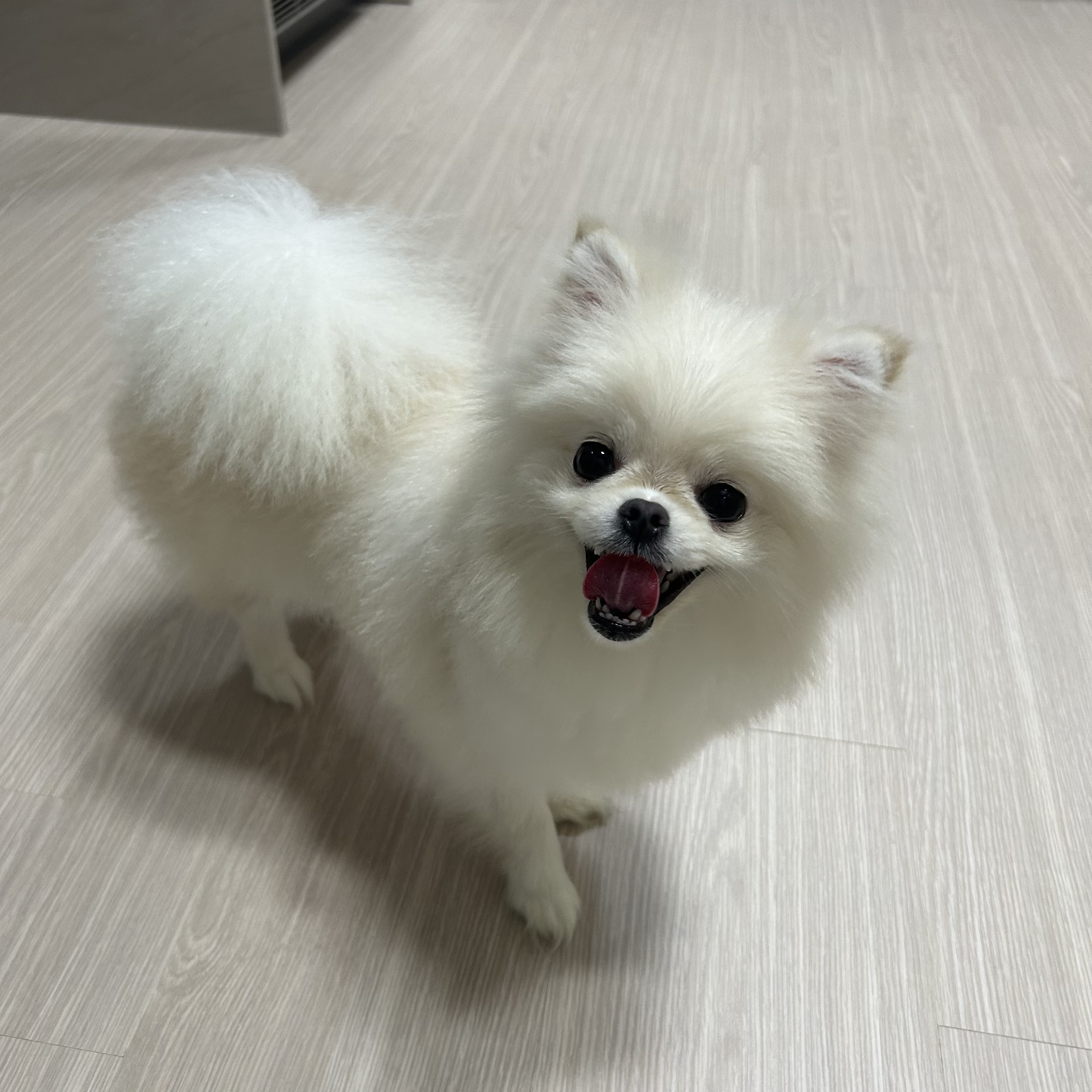 포메라니안 1살 분양 합니다 3번째 사진