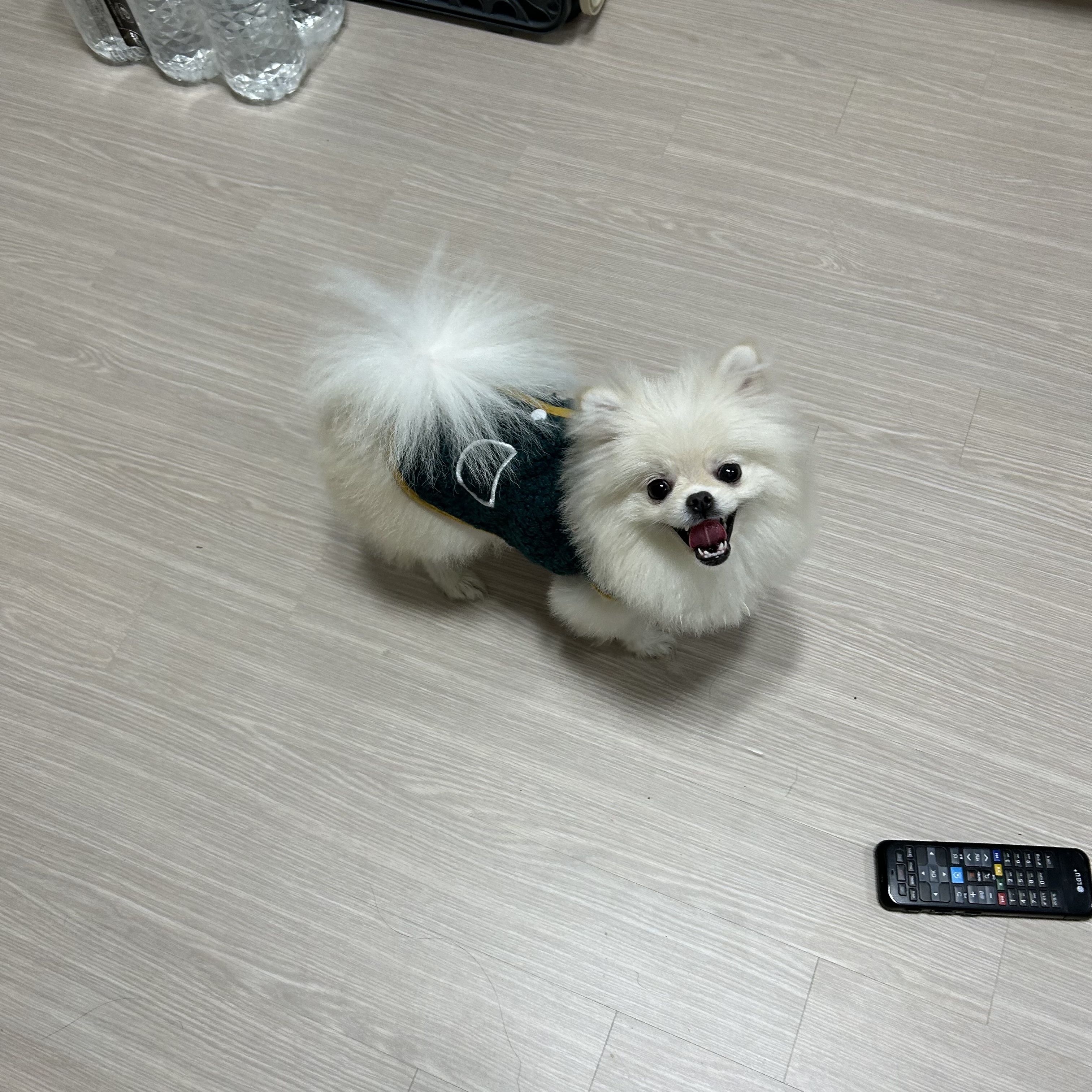 포메라니안 1살 분양 합니다 4번째 사진