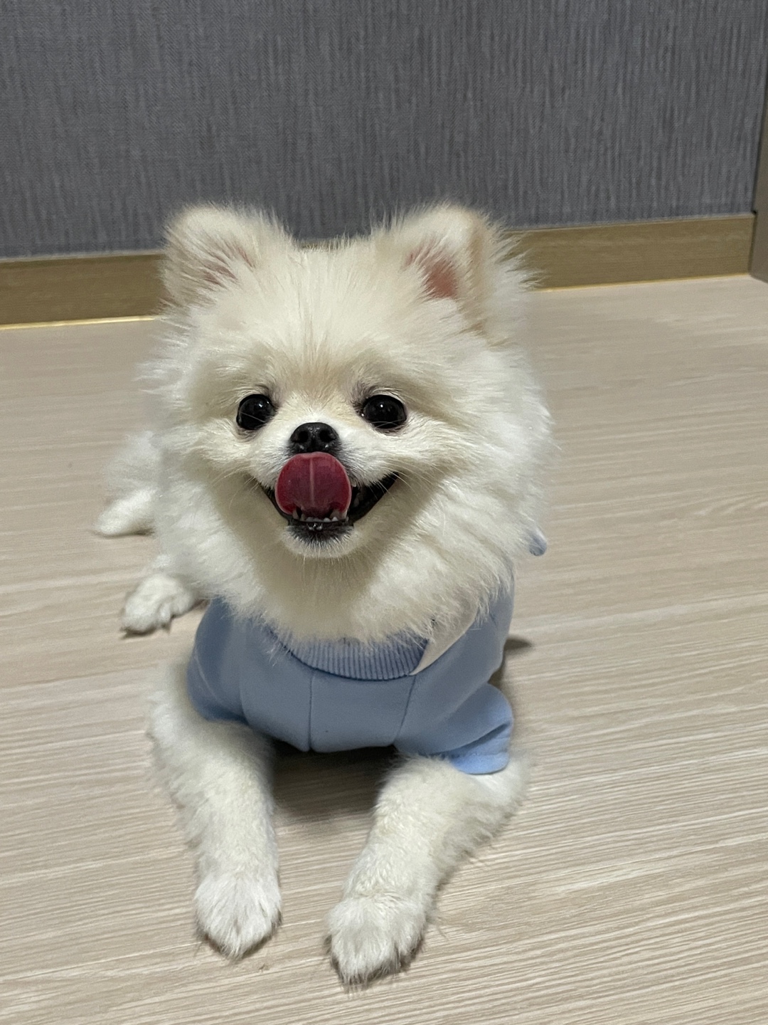 포메라니안 1살 분양 합니다 5번째 사진