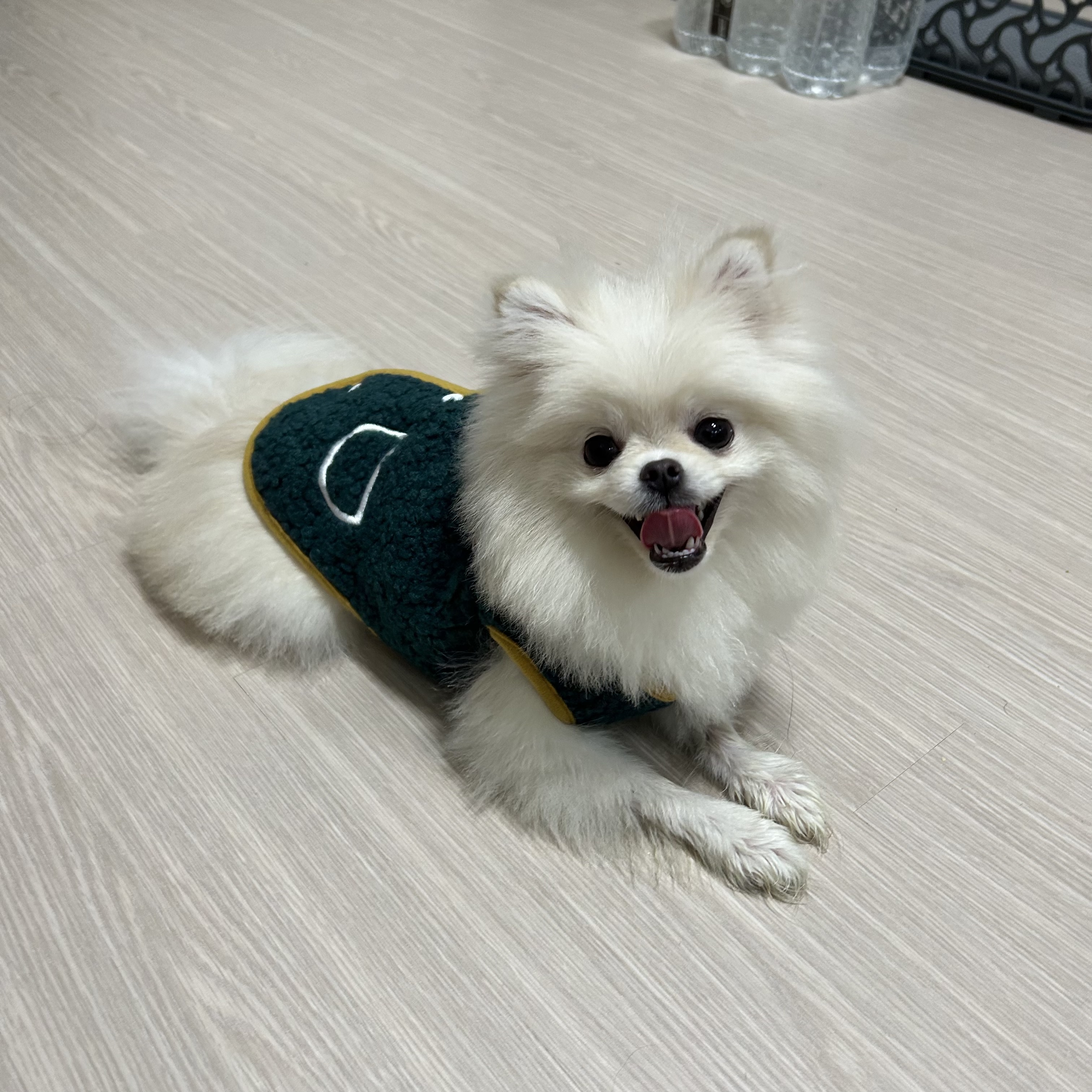 포메라니안 1살 분양 합니다 2번째 사진