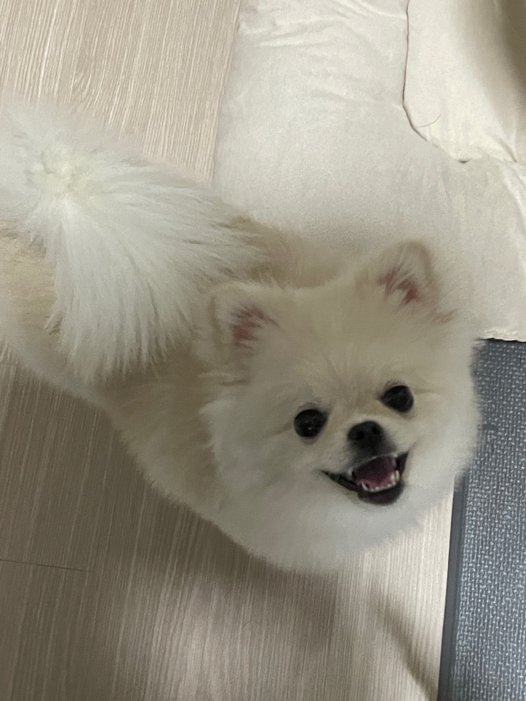 포메라니안 1살 분양 합니다 6번째 사진