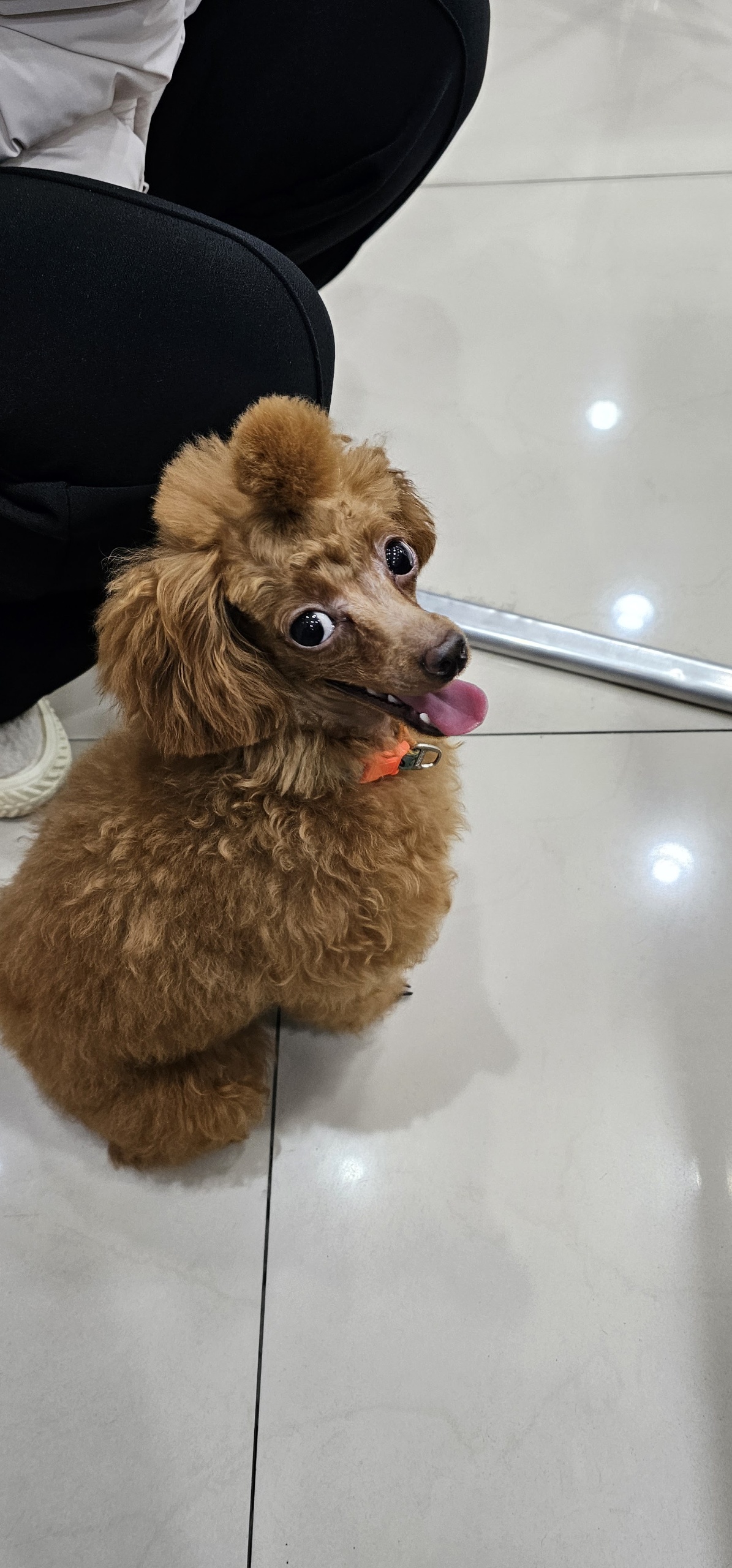 반려동물 개인 분양 | 강아지 고양이 소동물 책임 입양 - 펫찾기 22번째 사진