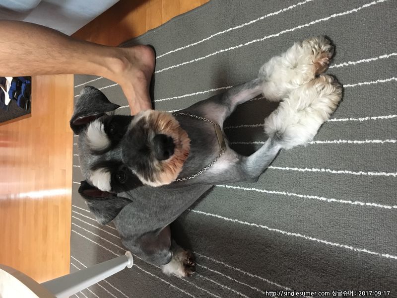 슈나우져/여아 분양합니다