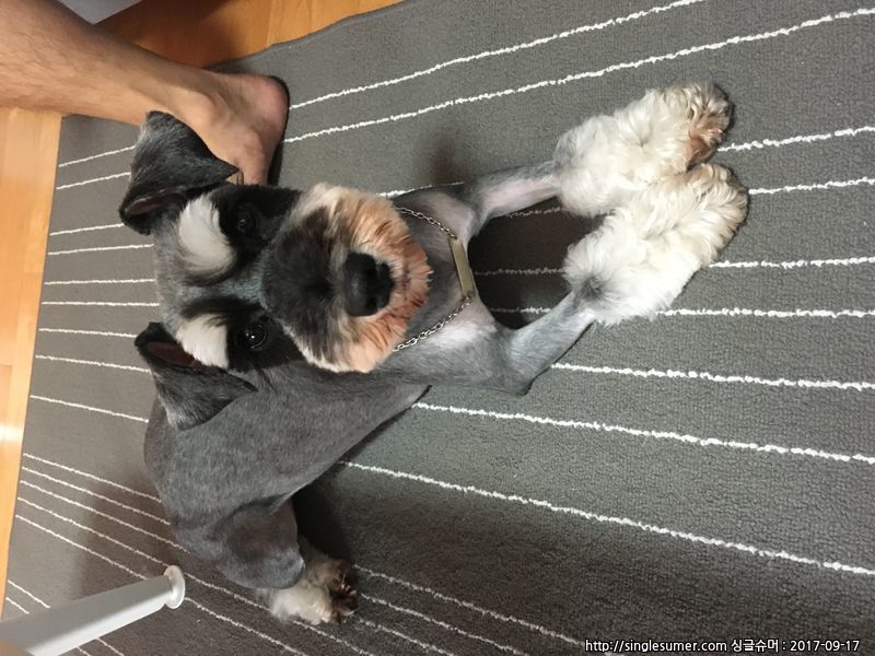 슈나우져/여아 분양합니다 2번째 사진