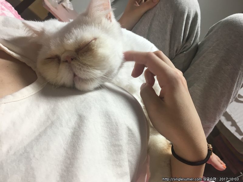 반려동물 개인 분양 | 강아지 고양이 소동물 책임 입양 - 펫찾기 2번째 사진