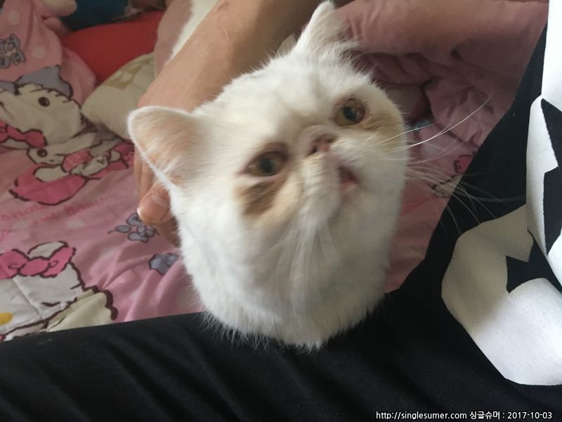 반려동물 개인 분양 | 강아지 고양이 소동물 책임 입양 - 펫찾기 3번째 사진