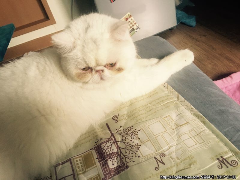 반려동물 개인 분양 | 강아지 고양이 소동물 책임 입양 - 펫찾기