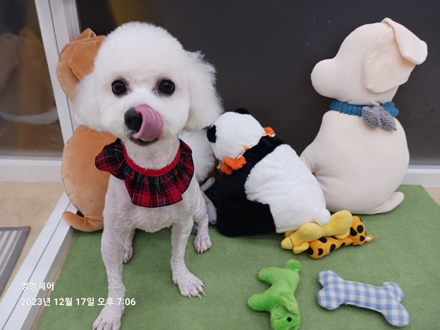 반려동물 개인 분양 | 강아지 고양이 소동물 책임 입양 - 펫찾기 28번째 사진