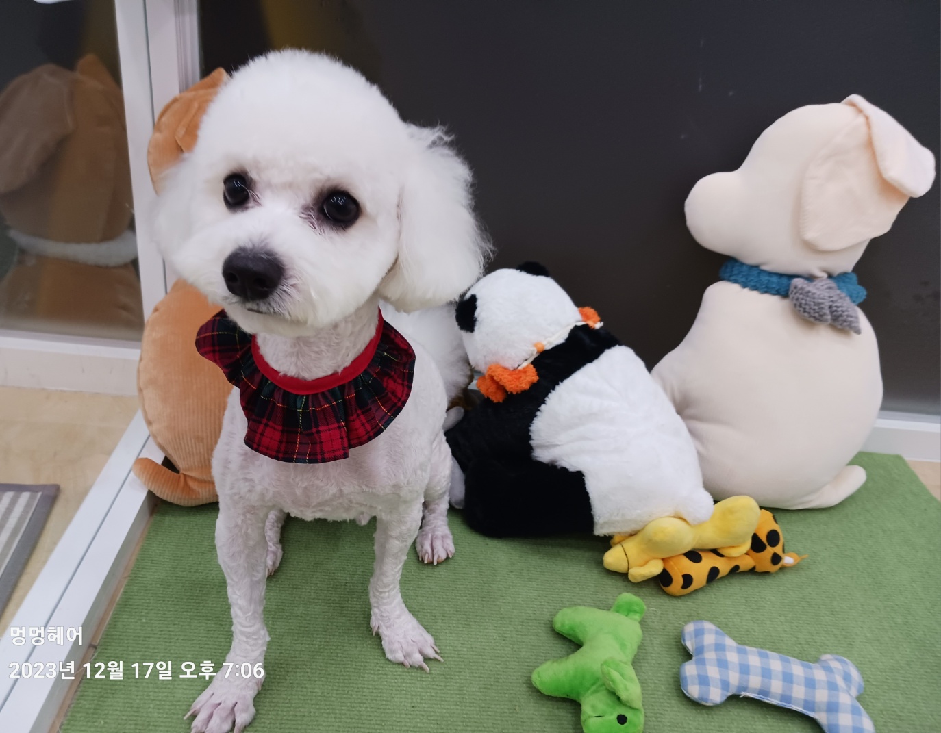 반려동물 개인 분양 | 강아지 고양이 소동물 책임 입양 - 펫찾기 29번째 사진