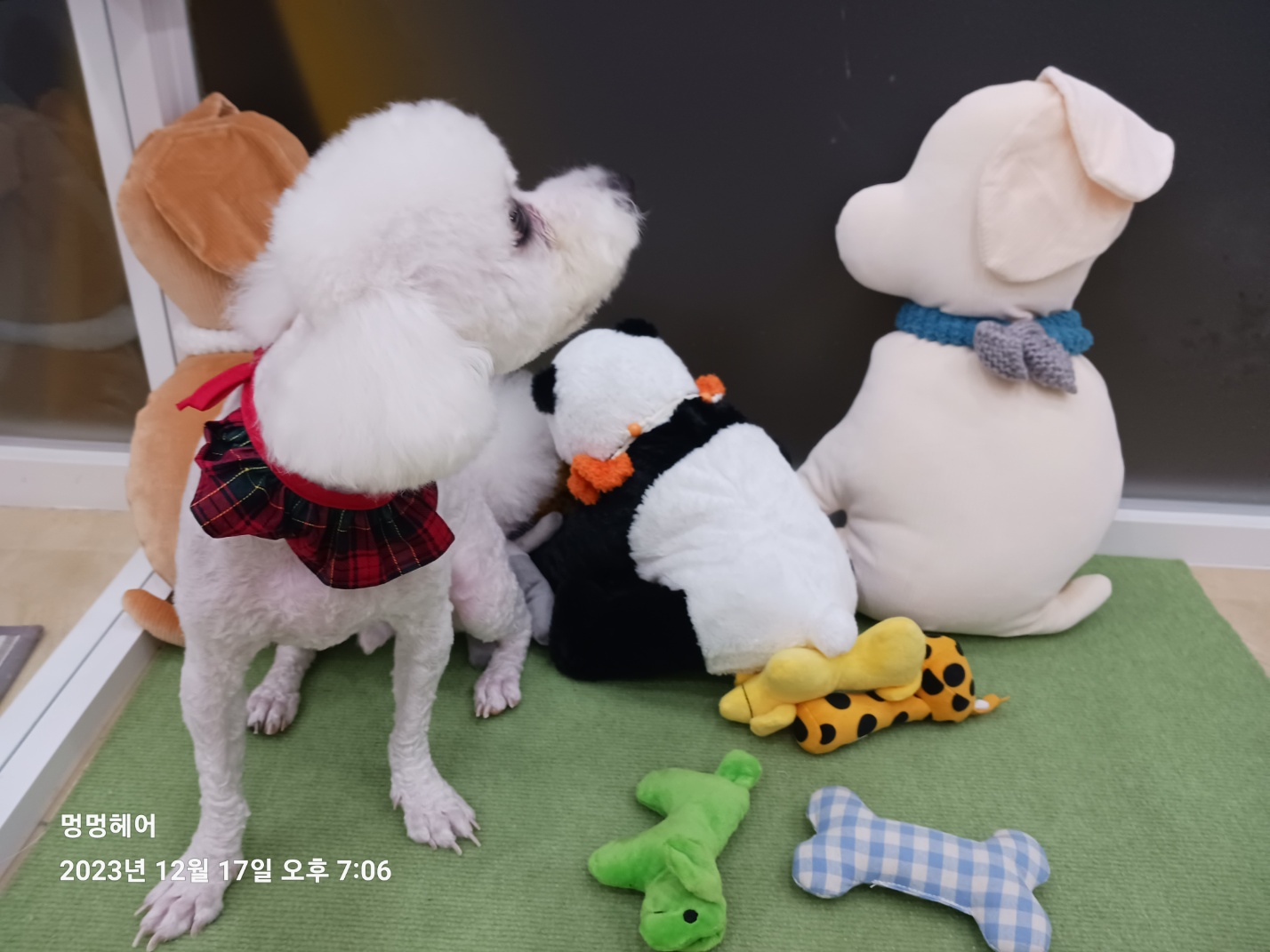 반려동물 개인 분양 | 강아지 고양이 소동물 책임 입양 - 펫찾기 30번째 사진