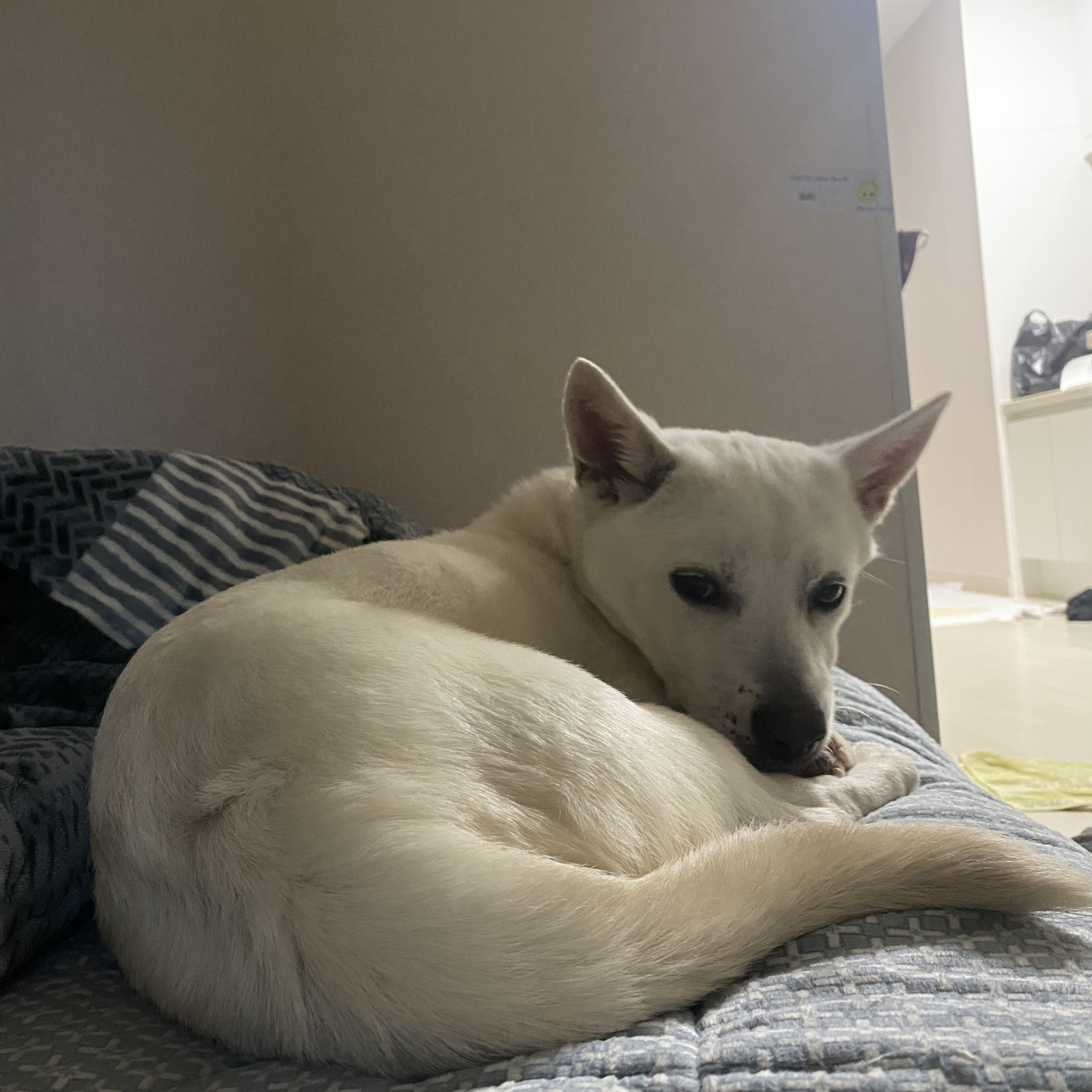 진도믹스 3번째 사진