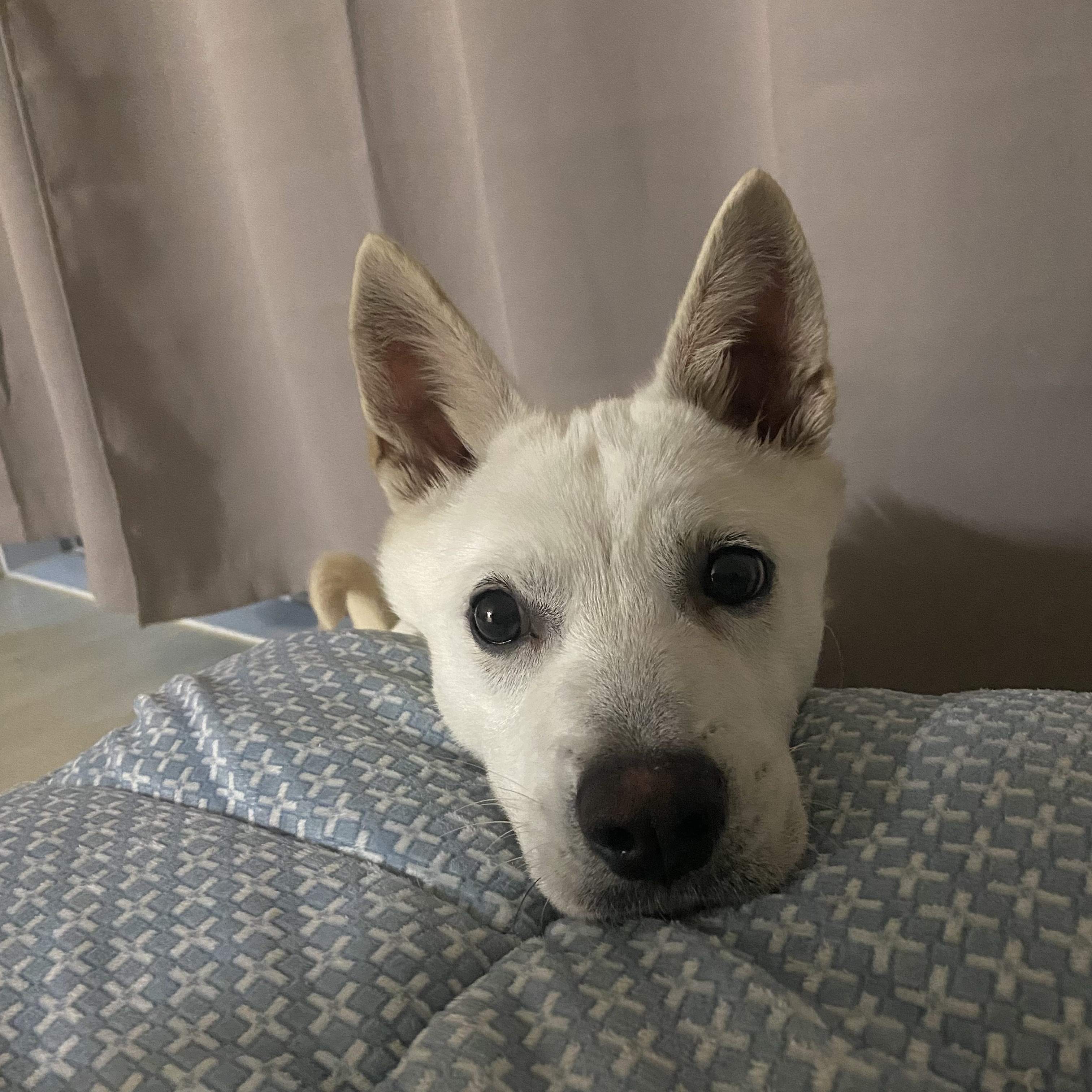 진도믹스 2번째 사진