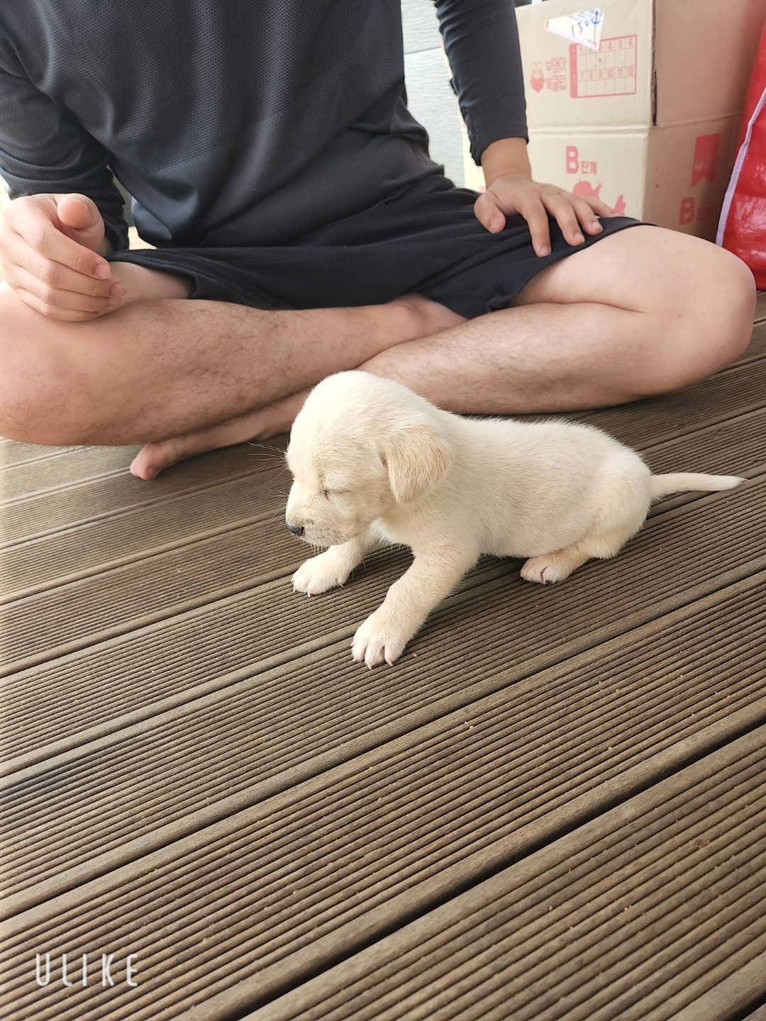 시골강아지 분양원해요