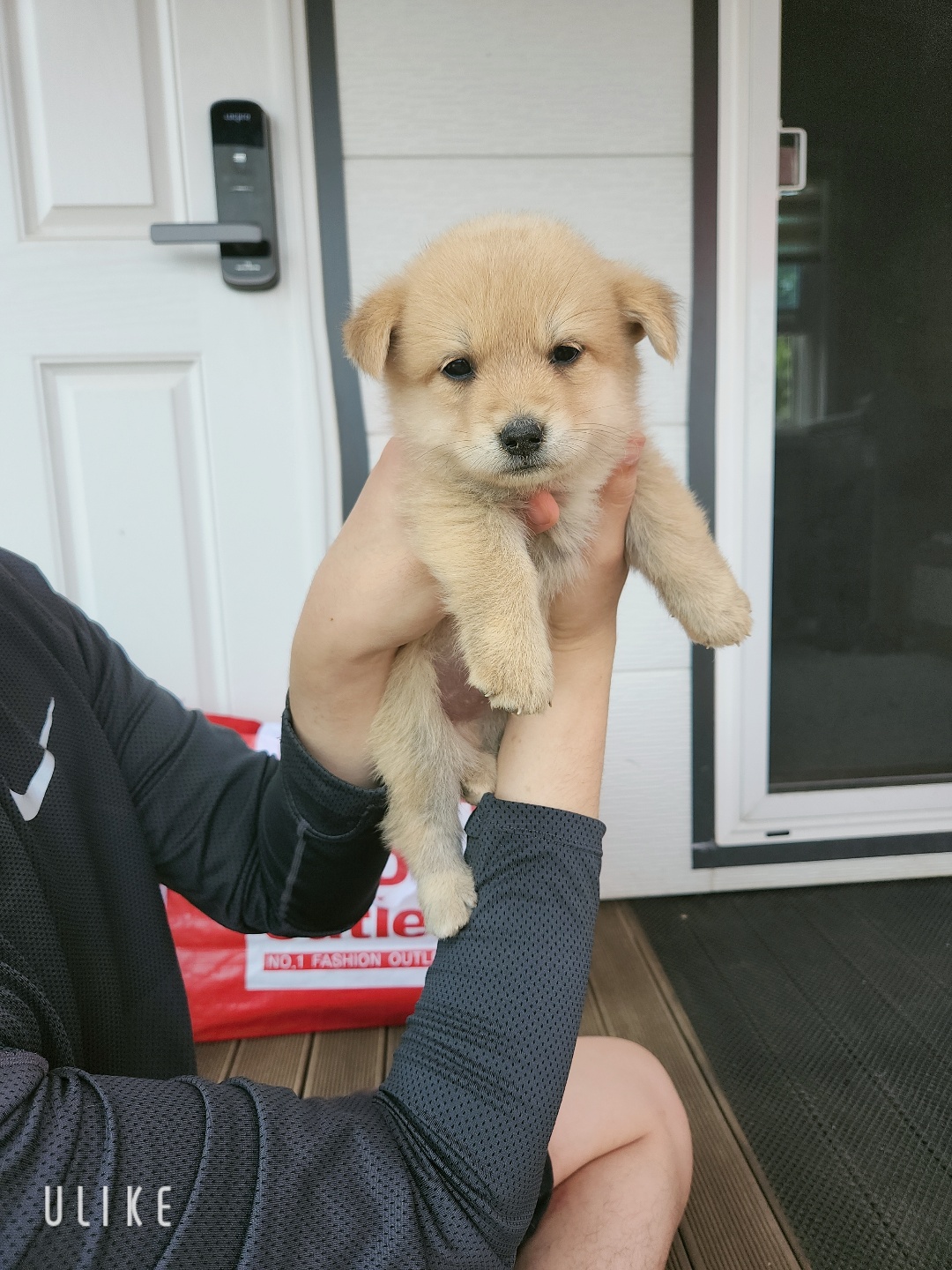 시골강아지 분양원해요 4번째 사진