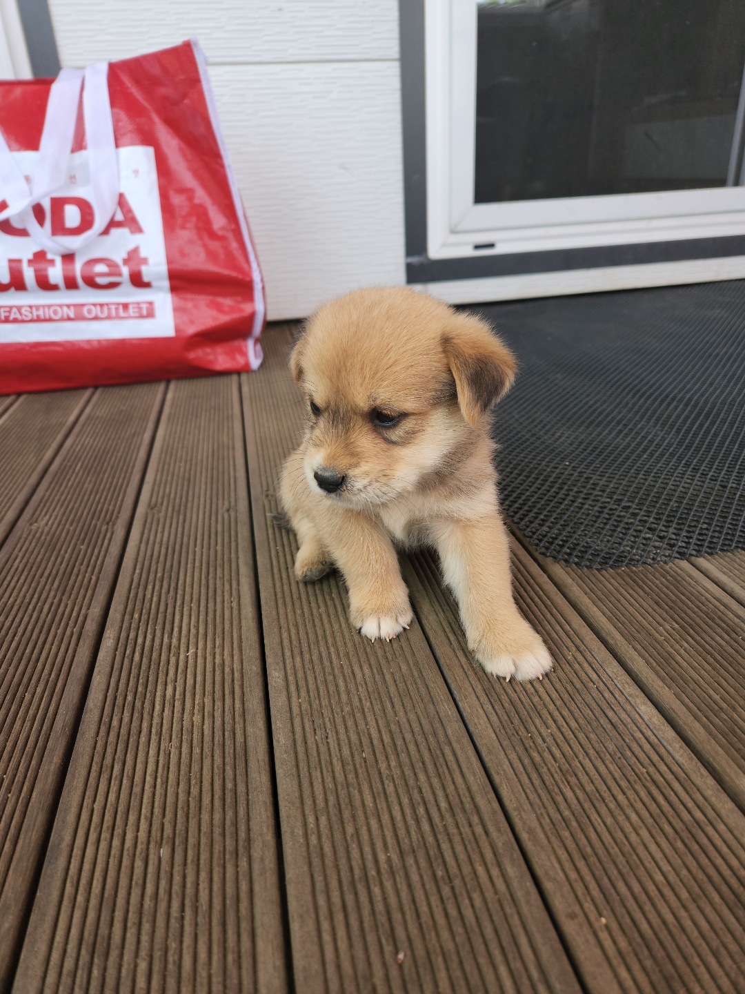 시골강아지 분양원해요 5번째 사진