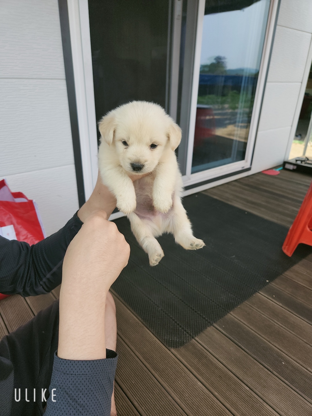 시골강아지 분양원해요 2번째 사진