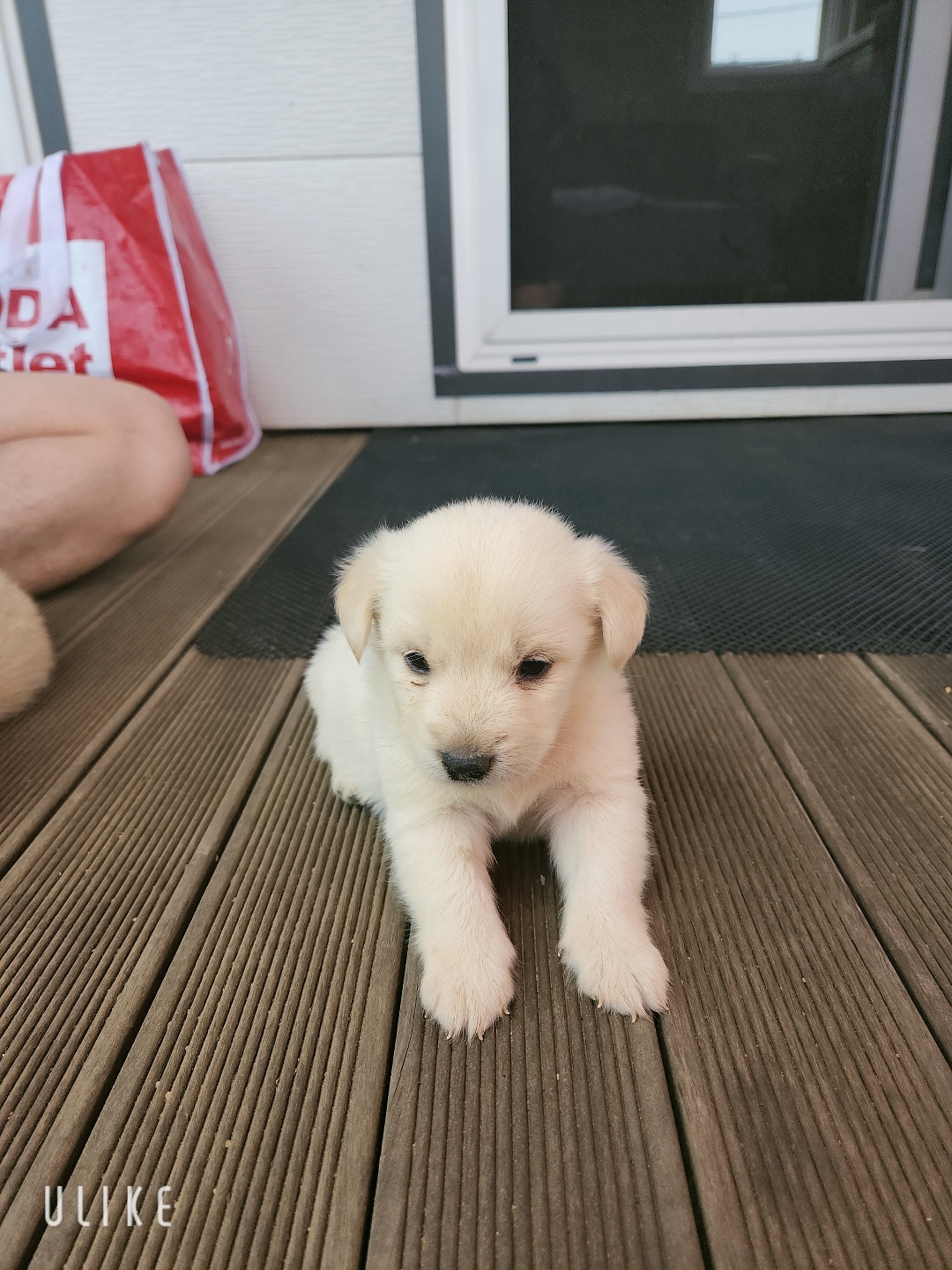 시골강아지 분양원해요 3번째 사진