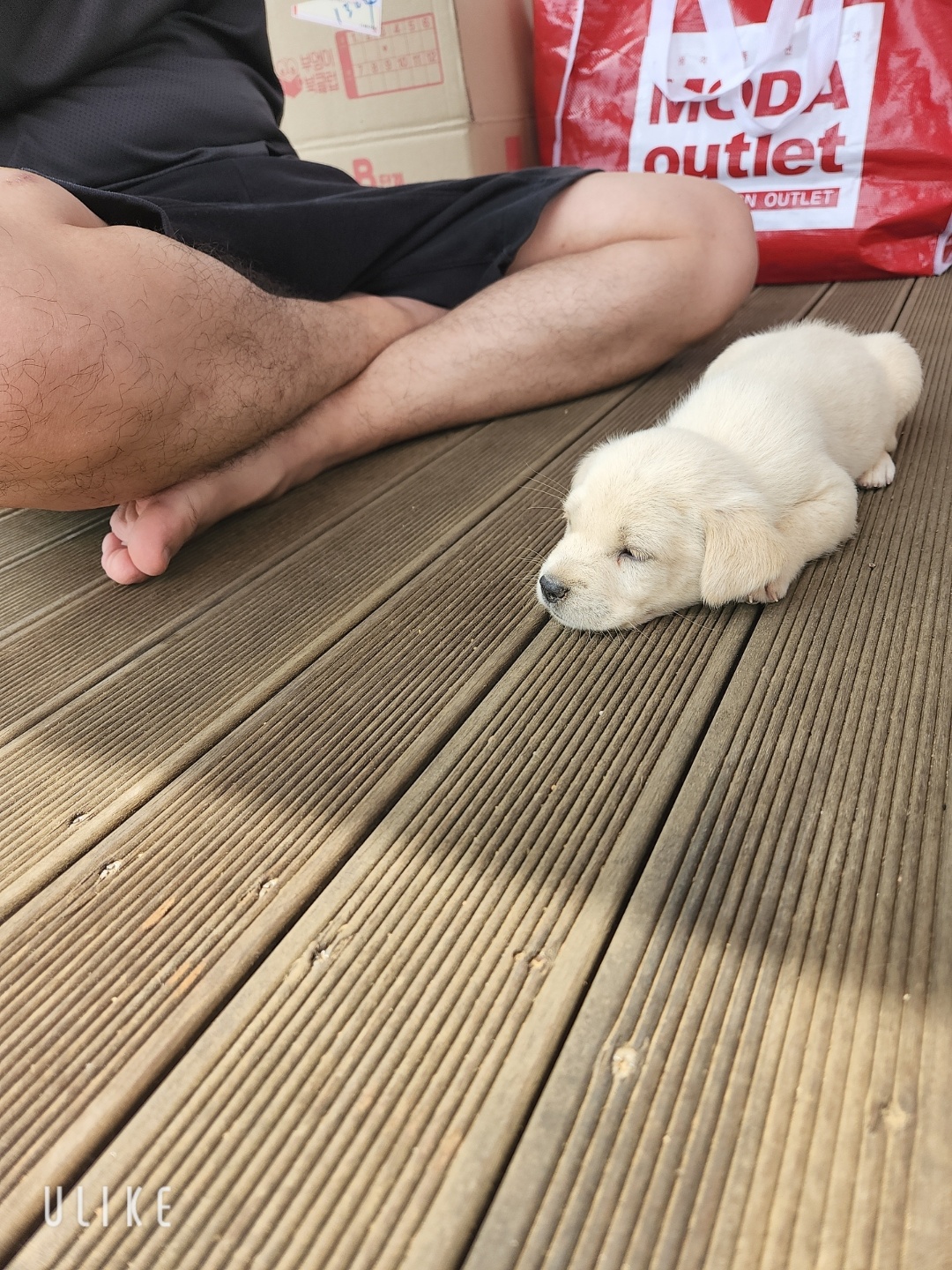 시골강아지 분양원해요 6번째 사진