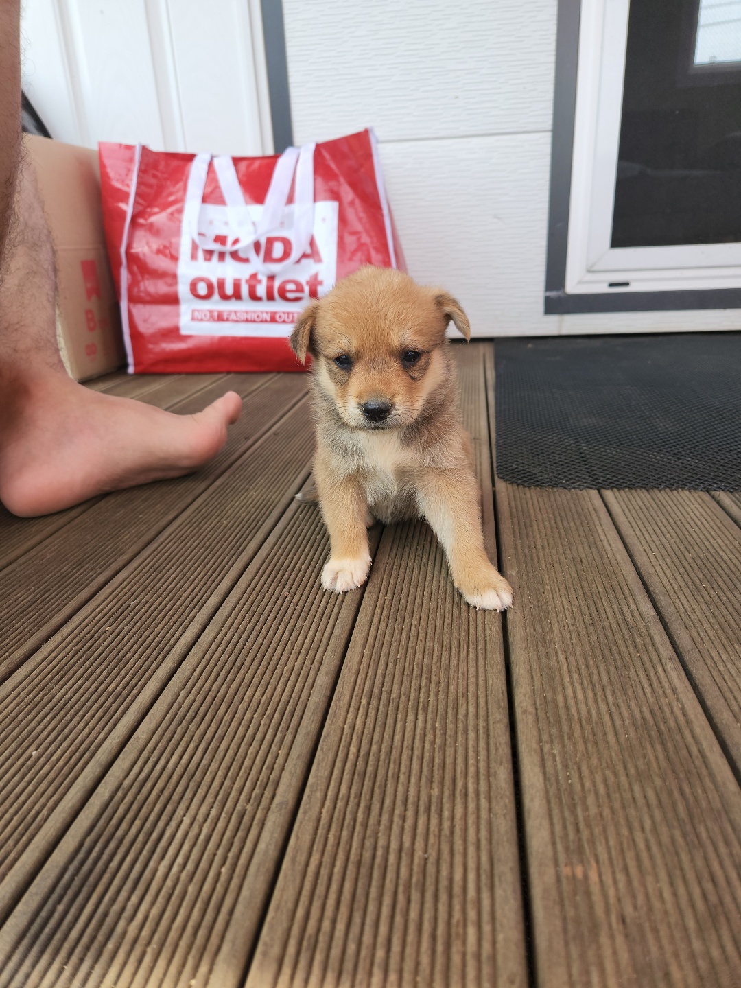 시골강아지 분양원해요 7번째 사진