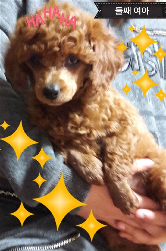 반려동물 개인 분양 | 강아지 고양이 소동물 책임 입양 - 펫찾기