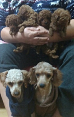 반려동물 개인 분양 | 강아지 고양이 소동물 책임 입양 - 펫찾기 5번째 사진