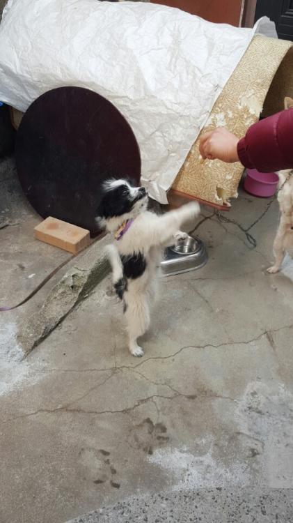 4개월쯤된 믹스견 점박이여아 분양합니다 2번째 사진