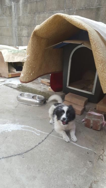 4개월쯤된 믹스견 점박이여아 분양합니다