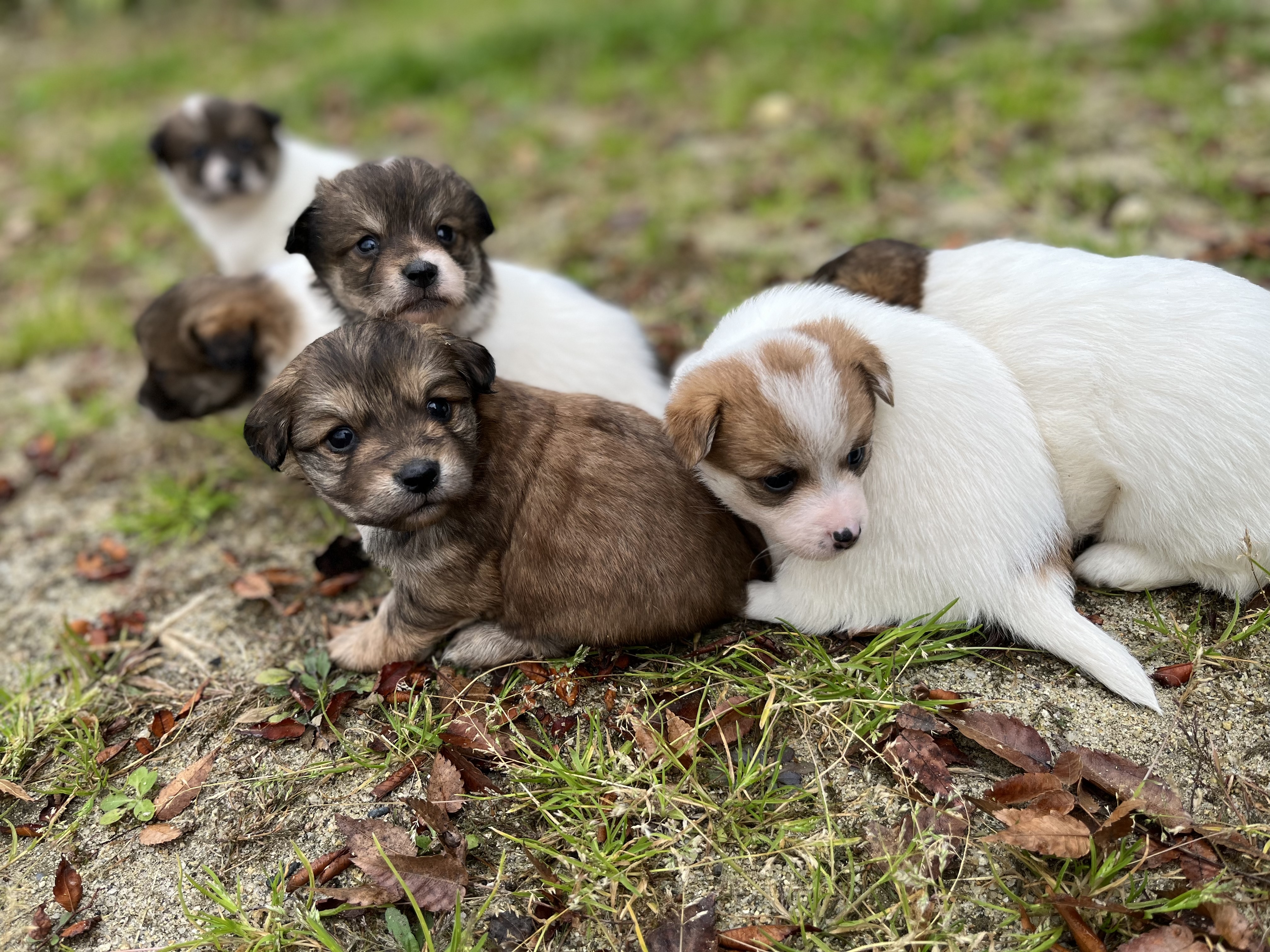 2개월안된 믹스견 분양 강릉 2번째 사진