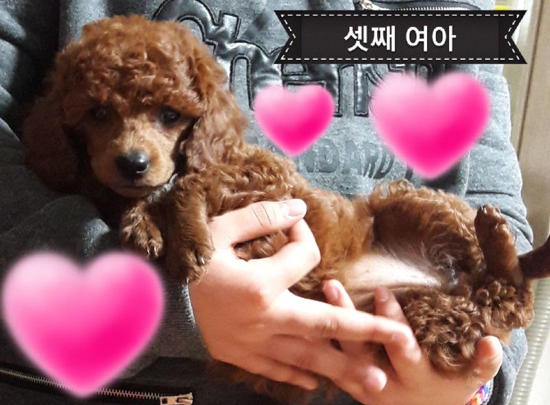 반려동물 개인 분양 | 강아지 고양이 소동물 책임 입양 - 펫찾기 20번째 사진