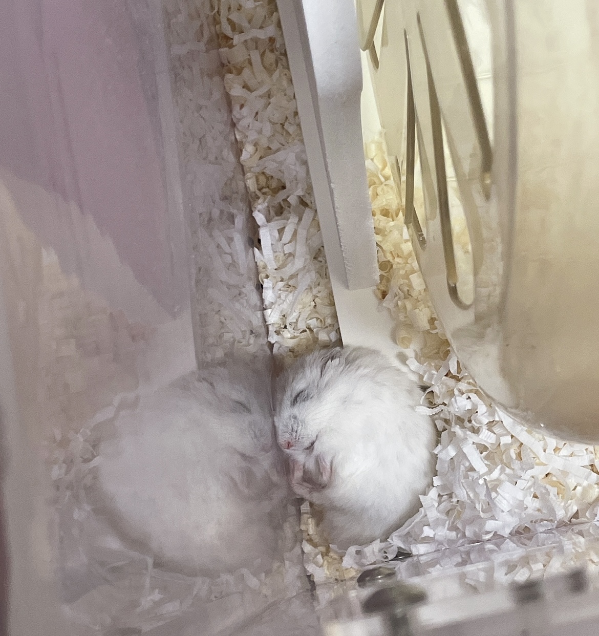 펄 햄스터 입양 보내요