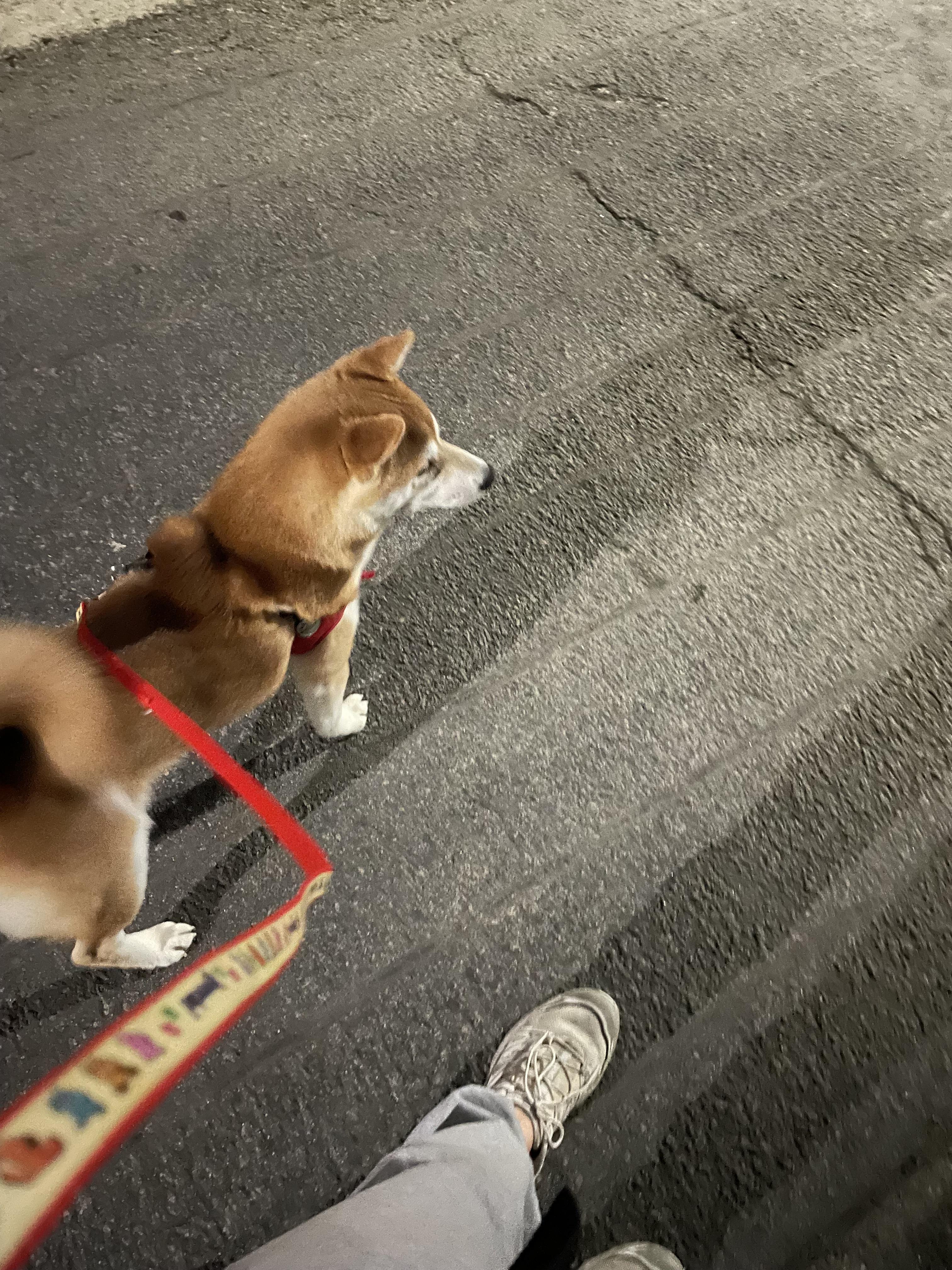 IMG_3785.jpeg.jpg
